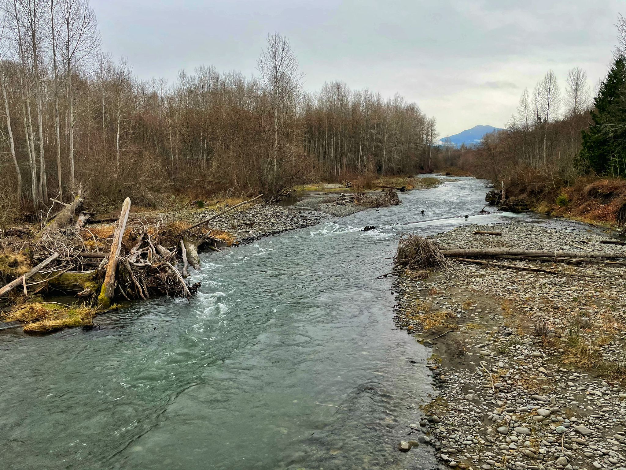 River flowing over a rocky bed, surrounded by bare trees under an overcast sky. - Dungeness River & Bridge loop from Matt Albright Native Plant Nursery