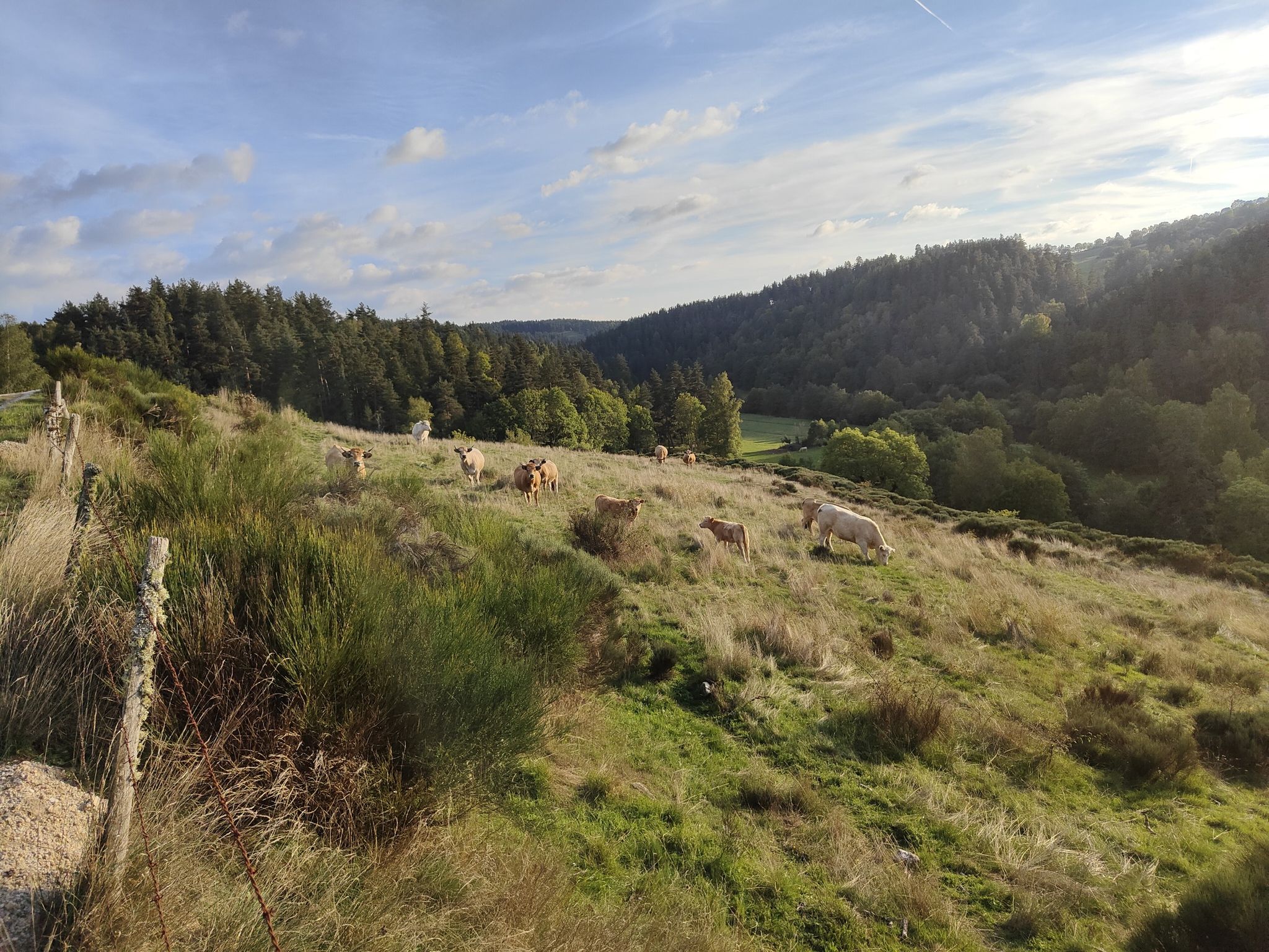 vaches