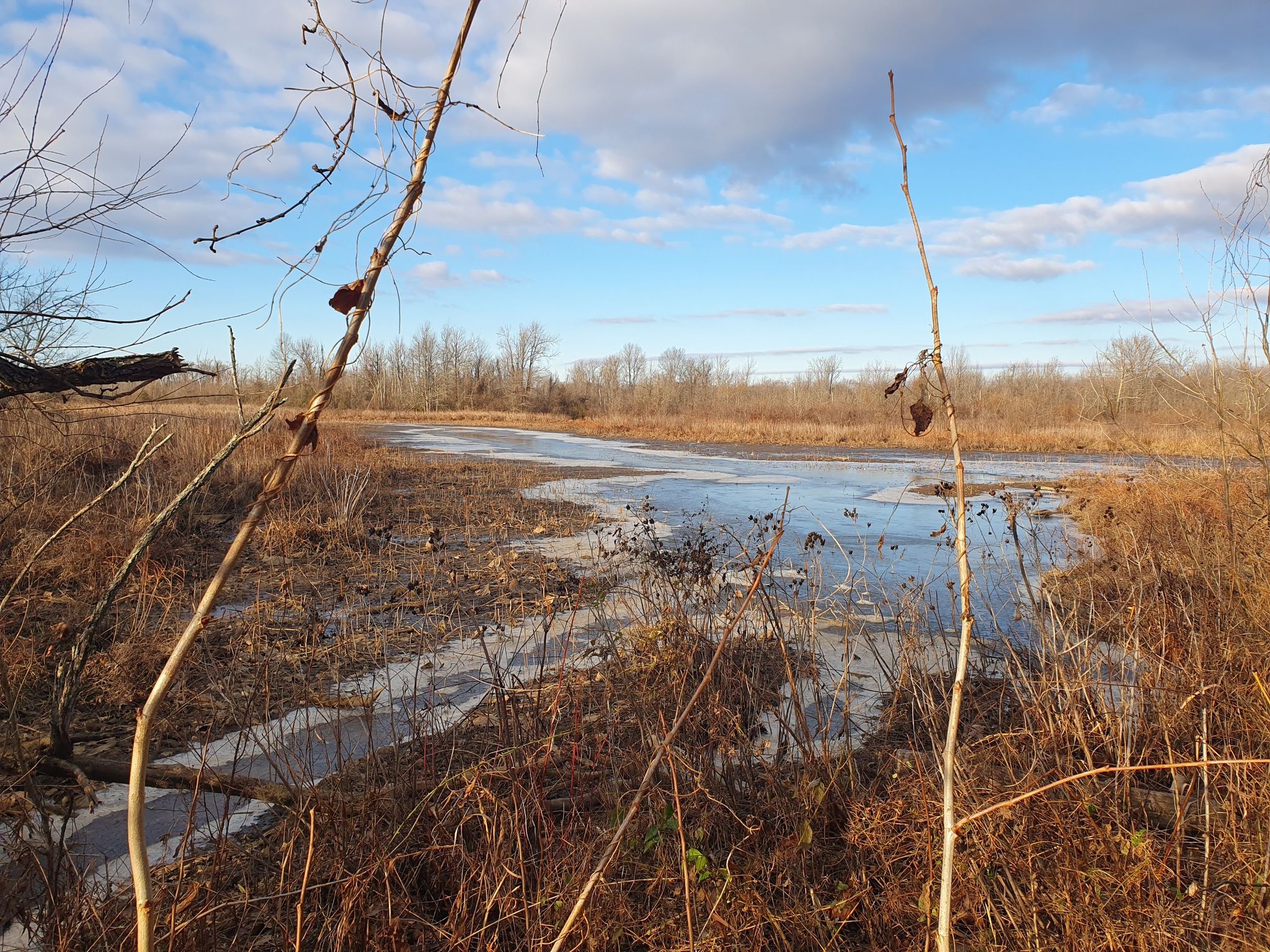 Partially frozen wetland with brown grasses under a cloudy sky. - Deep Hole Point Road & Charlie Road loop