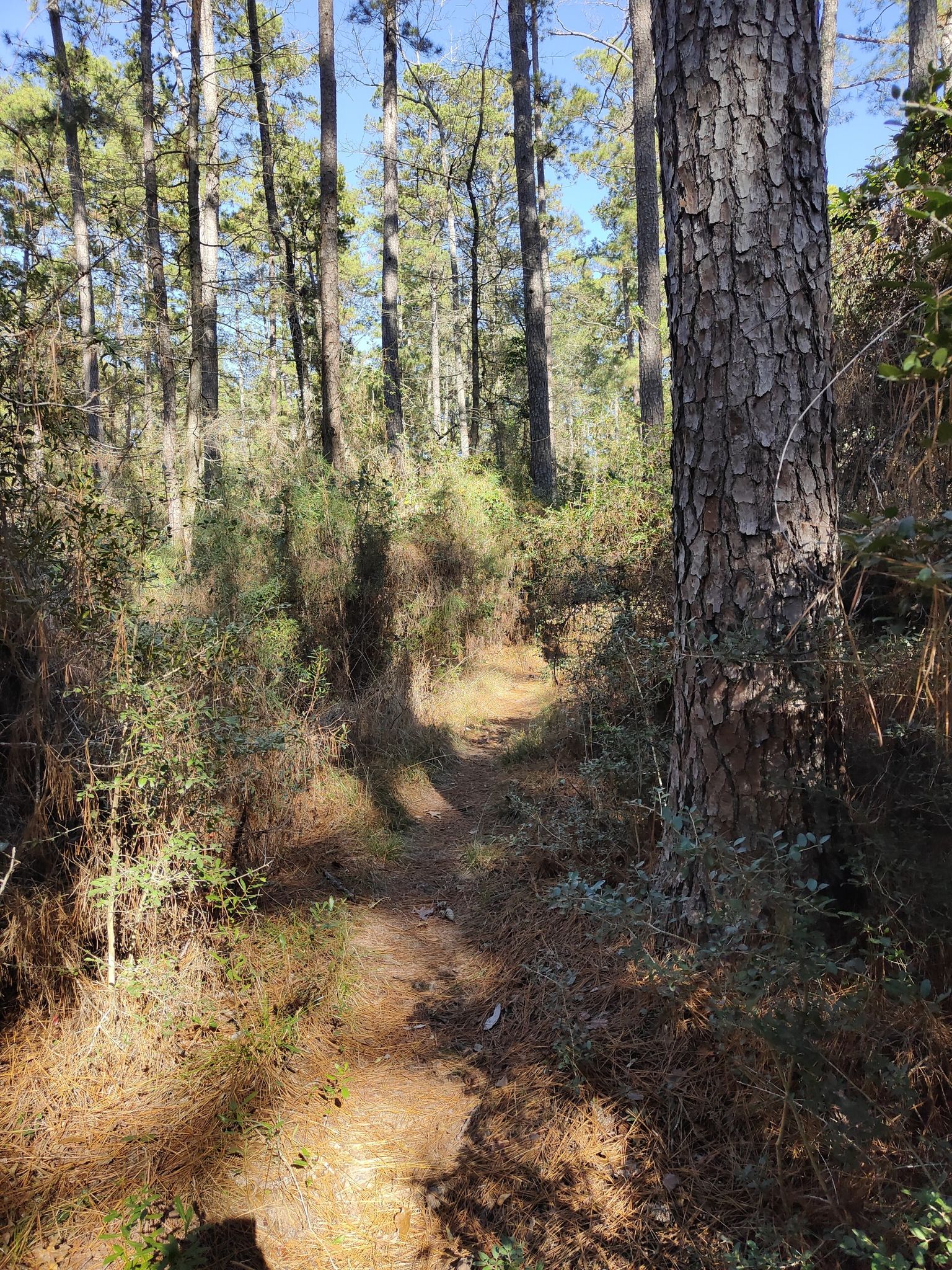 A narrow, sunlit dirt path through dense forest undergrowth. - Little Lake Creek Loop Trail