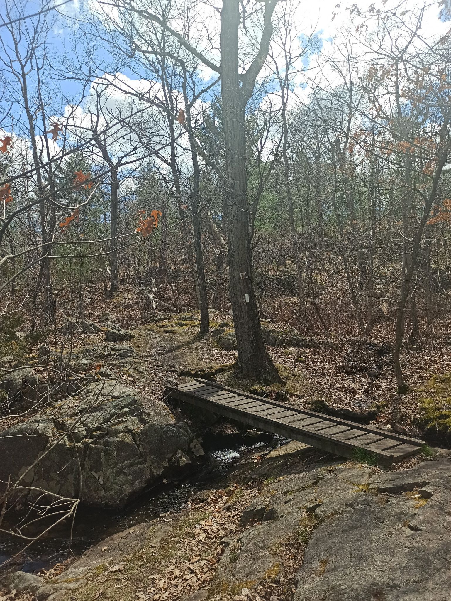 A small wooden bridge crosses a stream in a forest with bare trees. - Spot Pond – Shilly Shally Brook Waterfall loop from Melrose