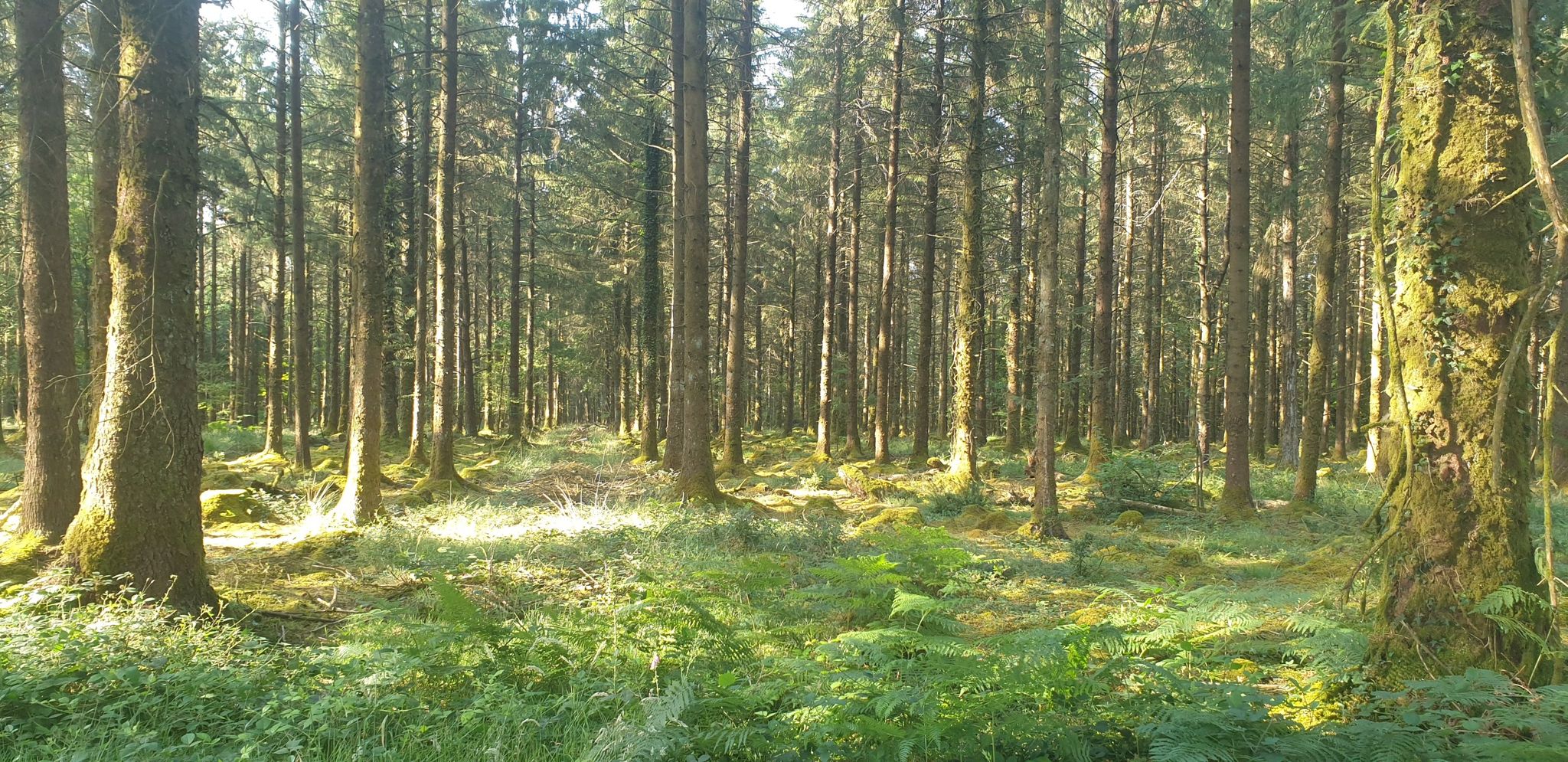 peaceful