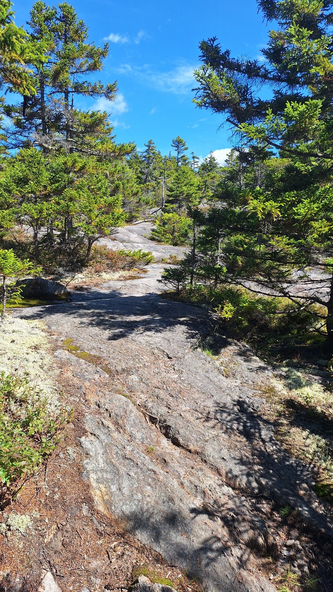 Rocky path winding through a sunlit evergreen forest under a blue sky. - Mount Israel – Beede Falls loop from Metcalf Preserve