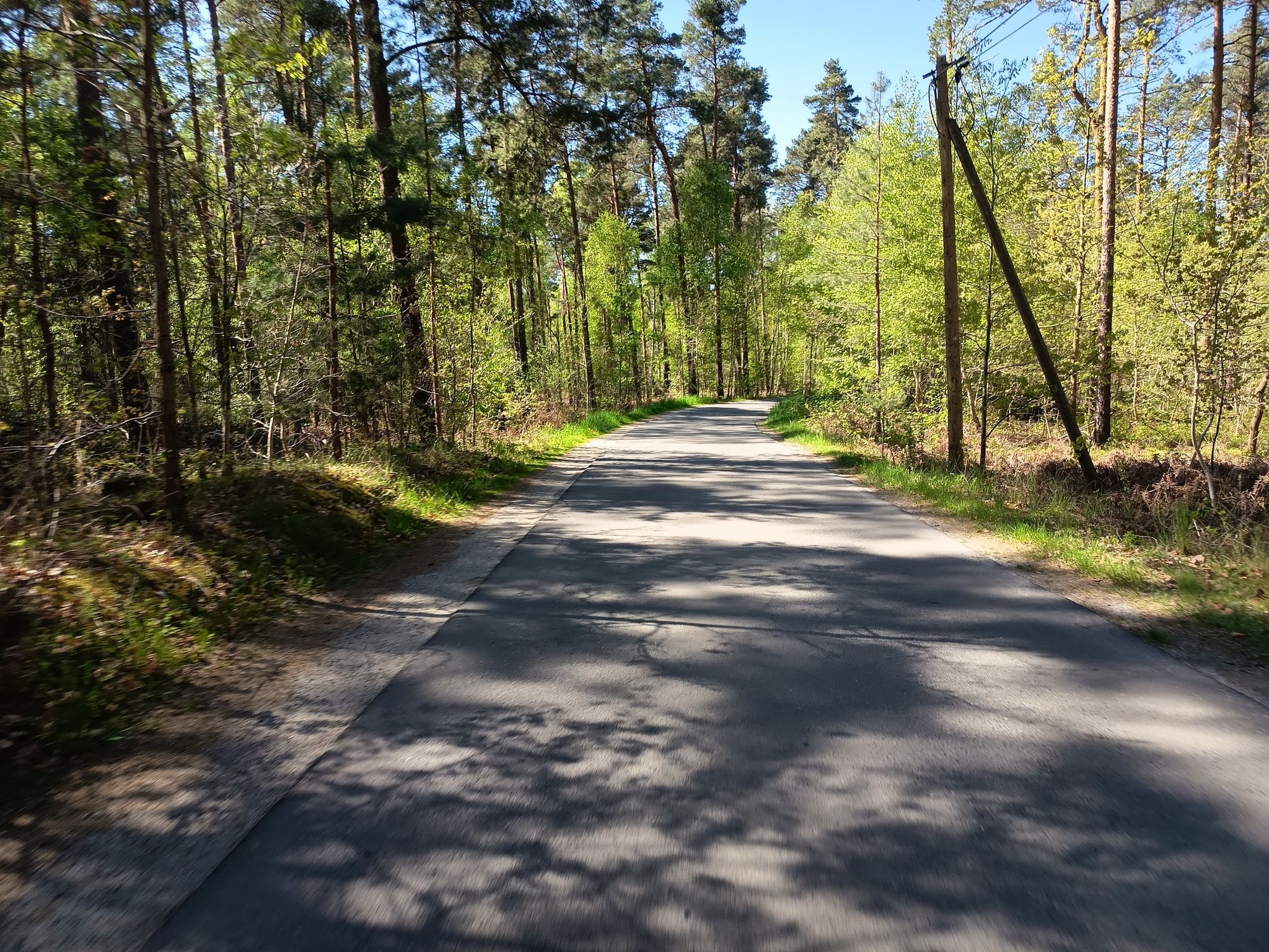 Schmale Waldstraße zum See.