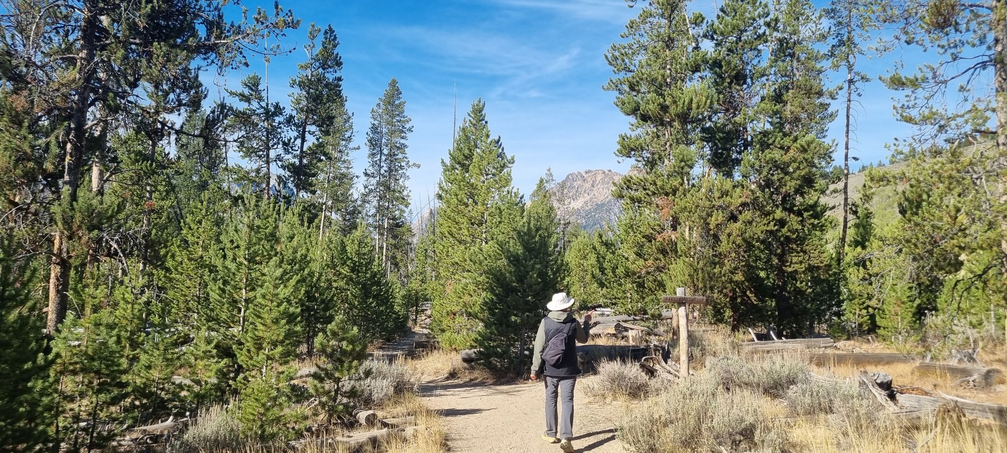 A person walks on a dirt path through a sunny pine forest. - Marshall Lake Trail