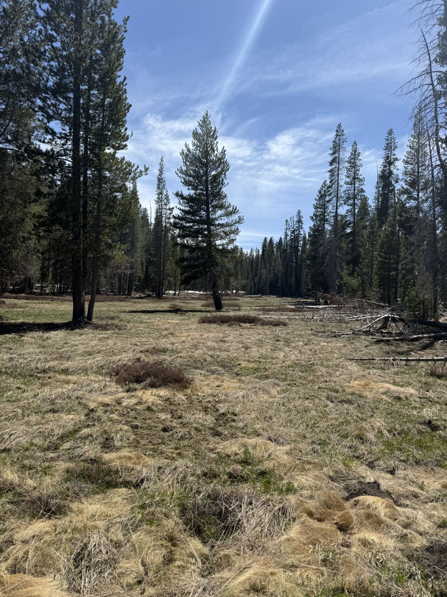 Sunny meadow with dry grass and tall pine trees under a blue sky. - Dewey Point Winter Loop