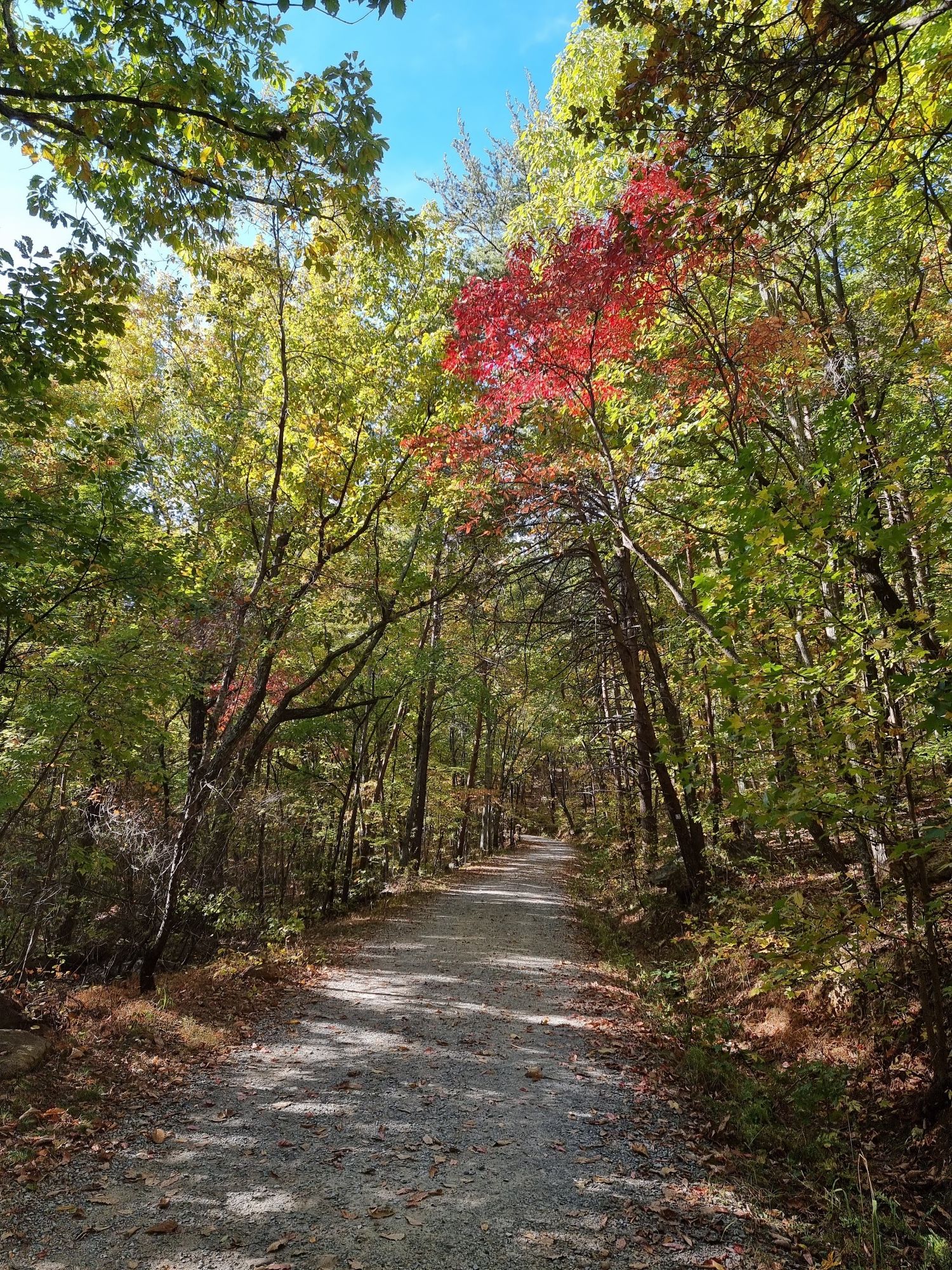 Dirt path winding through a forest with vibrant red and green autumn foliage. - Crowders Mountain loop from Crowders Mountain