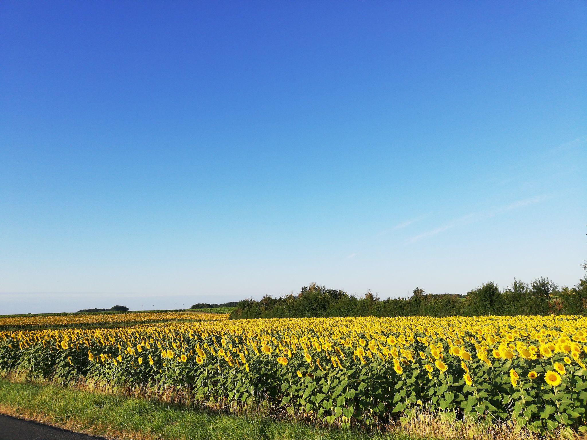 sunflowers 🌻 