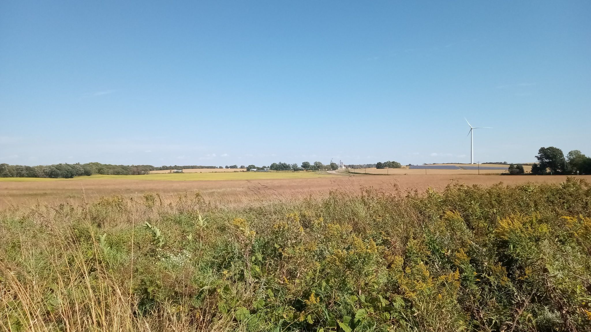 Fields of gold and yellow