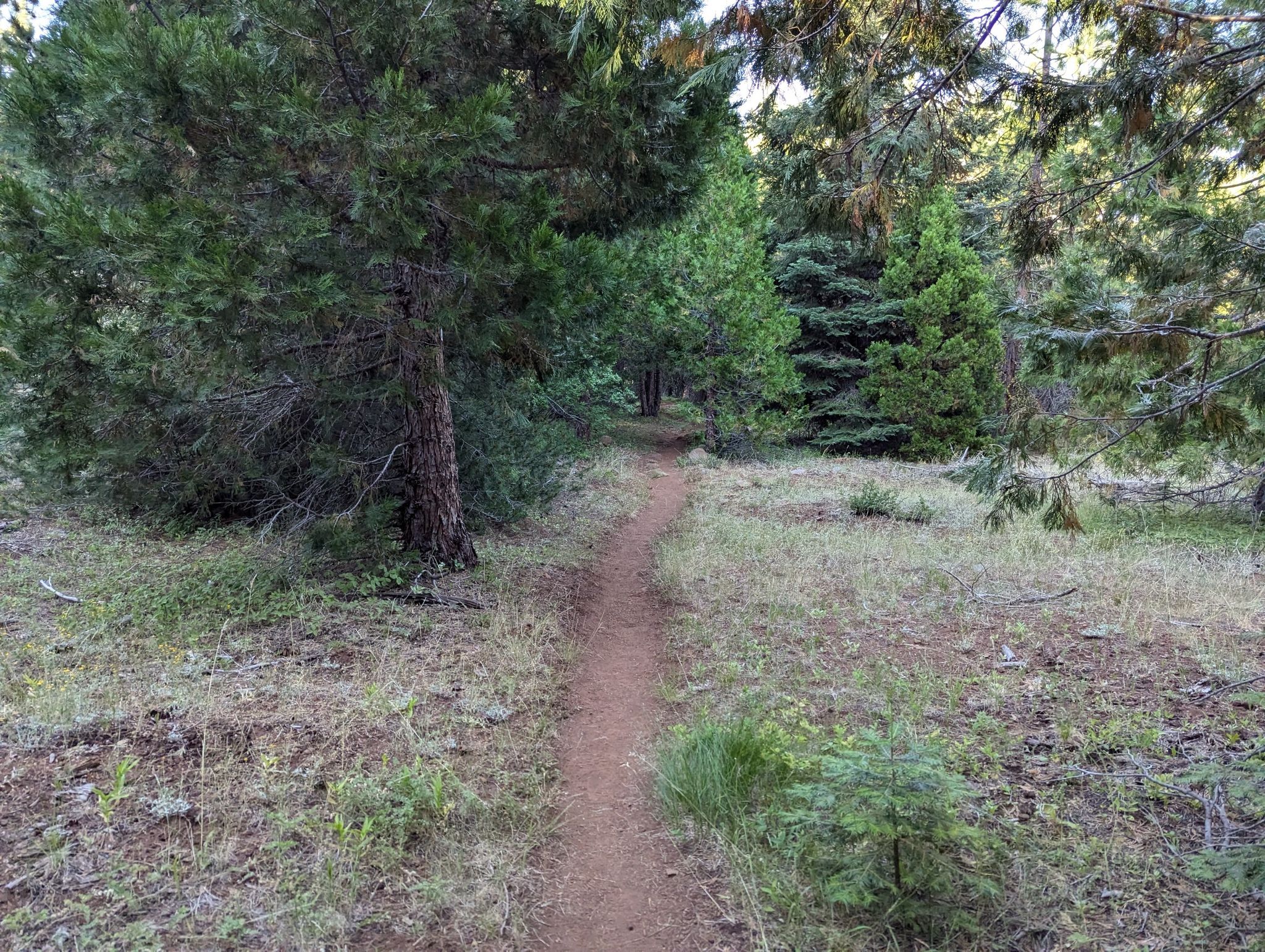 Narrow dirt path winding through a dense, sun-dappled pine forest. - Little Hyatt Lake via PCT