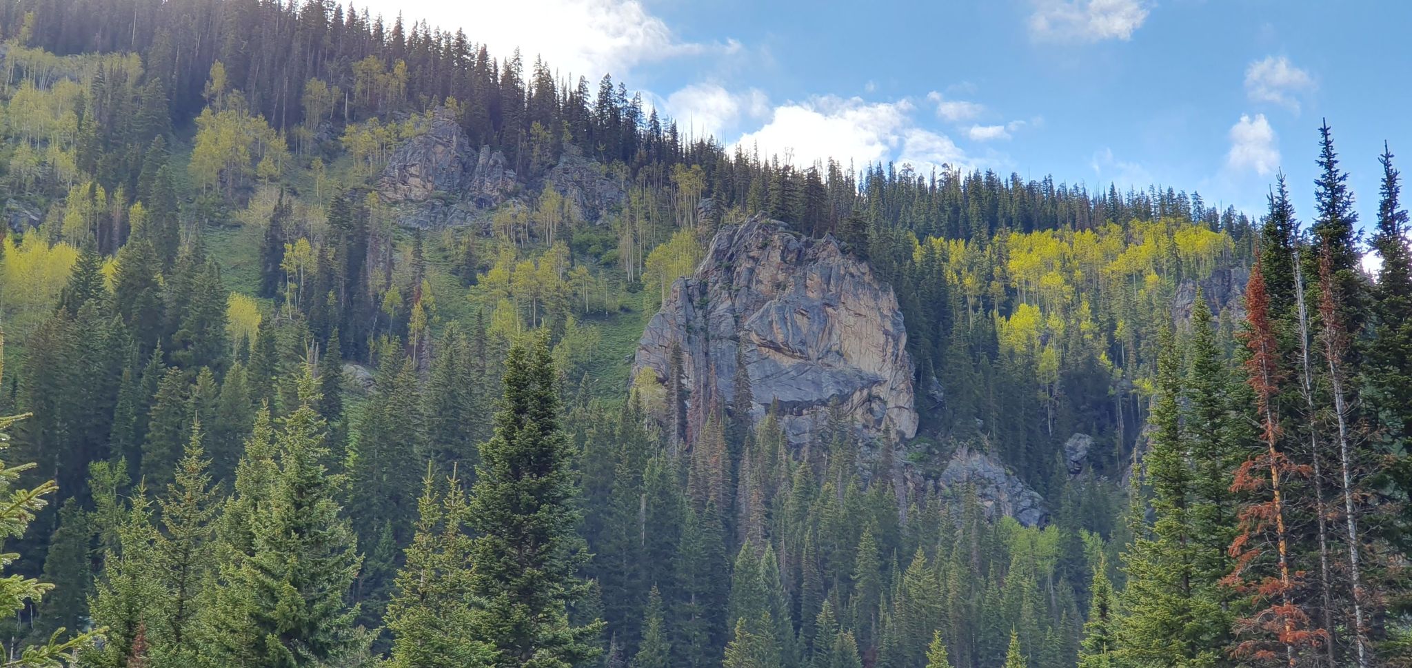 Sunny mountain slope with dense evergreen and yellow deciduous trees, rocky outcrop. - Turquoise Lakes Trail