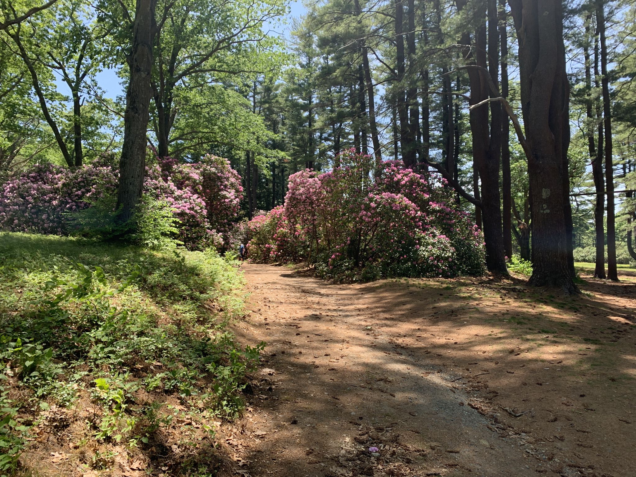 Dirt path winding through a sunny forest with vibrant pink blooming bushes. - Merrimack River Trail – Flowering Pond loop from Maudslay State Park