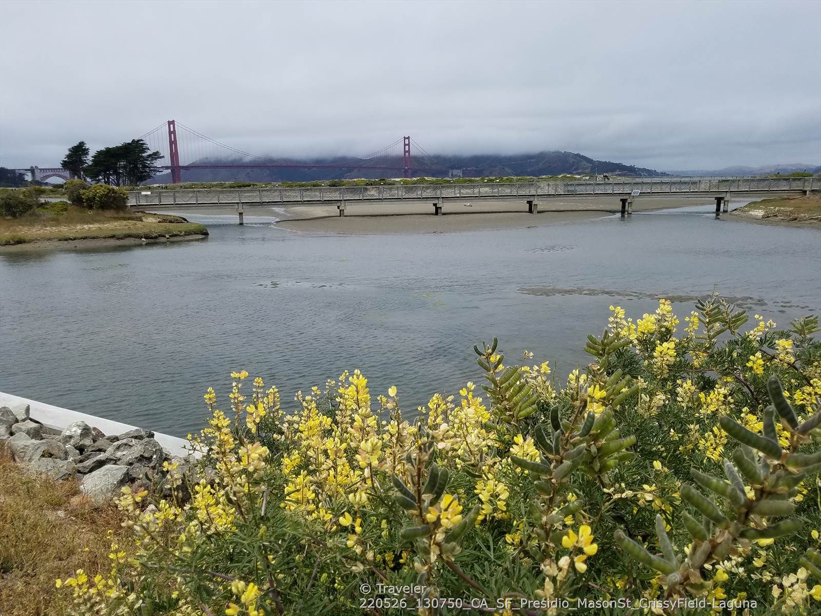 Yellow wildflowers by a river with a bridge and distant bridge under cloudy sky. - Marina Green – Aquatic Park Beach loop from San Francisco Maritime National Historical Park