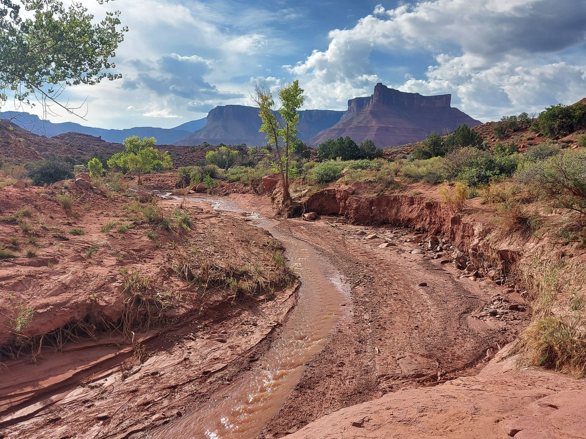 Muddy stream in a red desert landscape with green trees and distant mesas. - Professor Creek and Mary Jane Canyon Trail