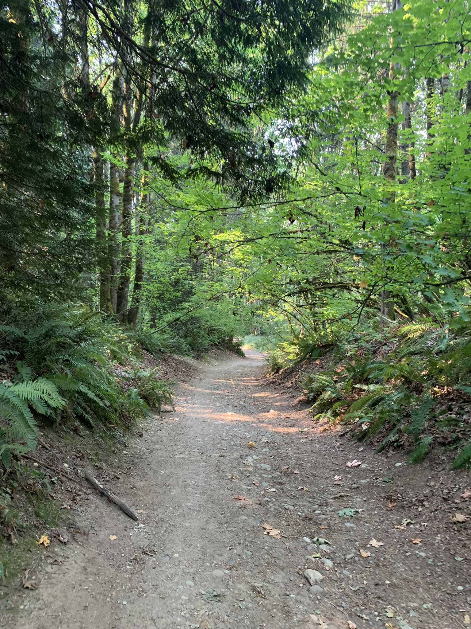 A winding dirt trail through a green forest with ferns and tall trees. - Cave Hole and Coal Creek Falls Trail