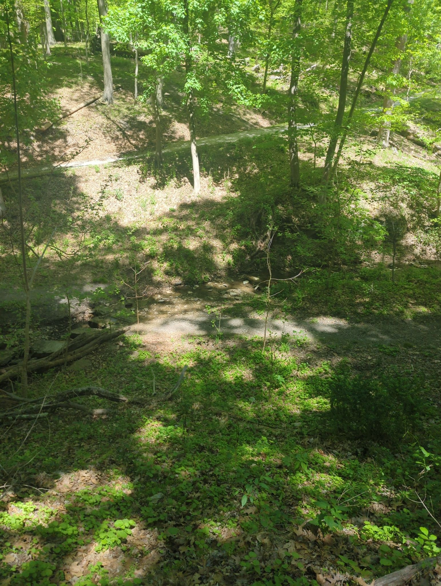 Dappled sunlight illuminates a muddy path through a dense green forest. - Wissahickon and Snowflake Trail Loop