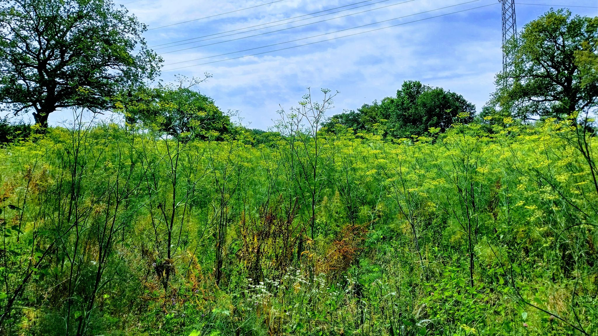 Ein Feld voller Gewürz Fenchel
