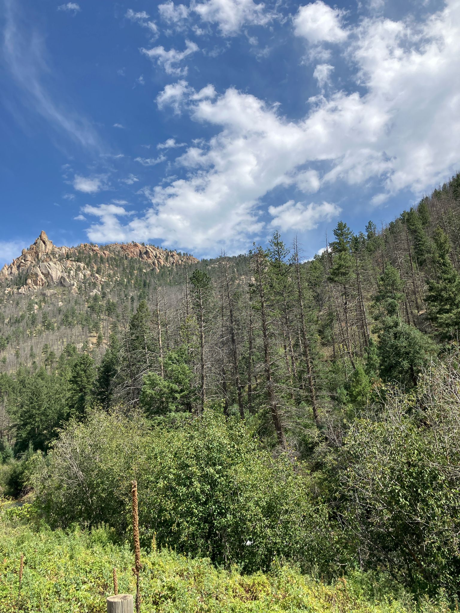 Lush green bushes, forested mountain with dead trees, and a blue sky. - Pine Valley loop