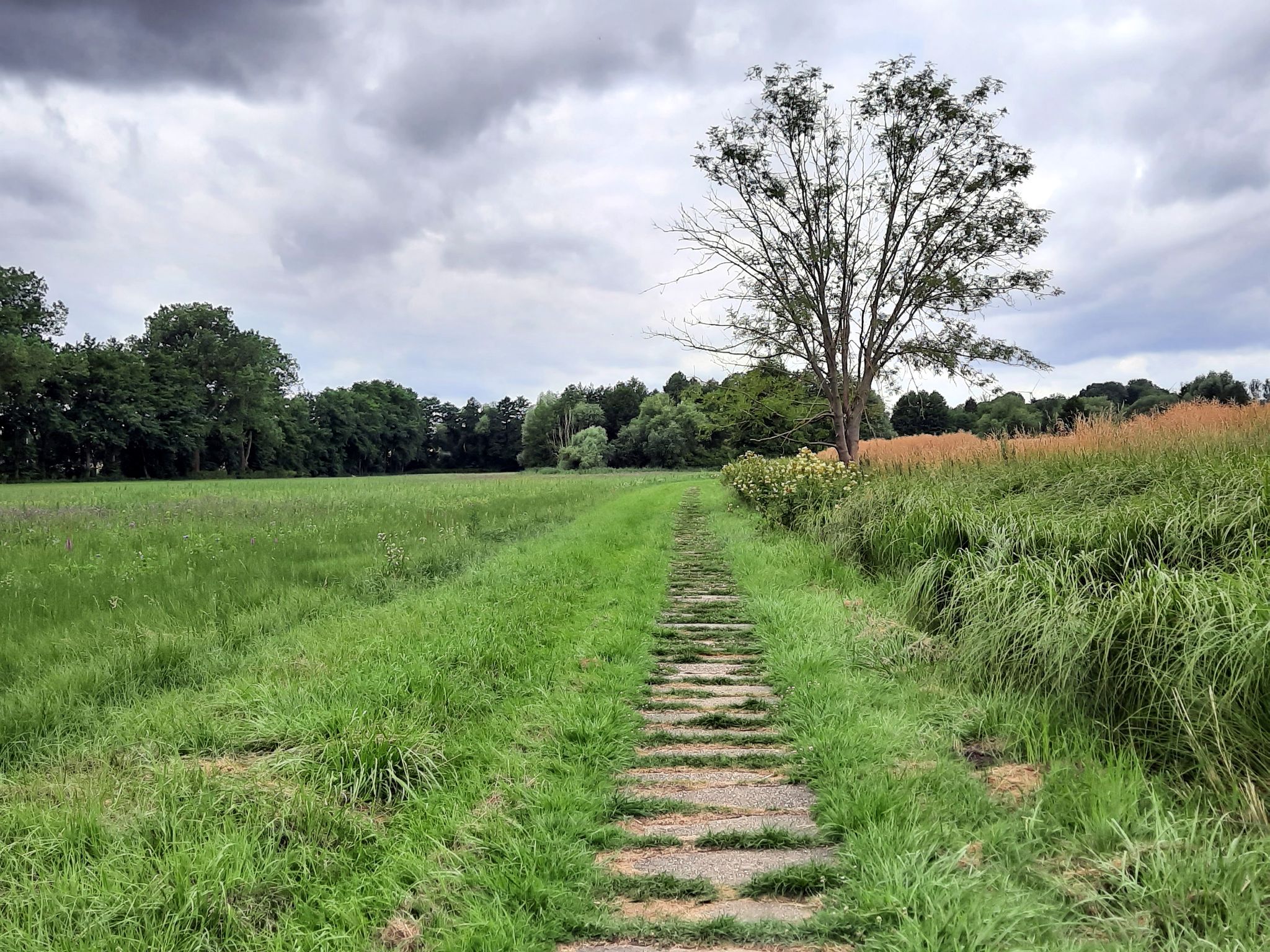 schöne lila blühende Wiesen
