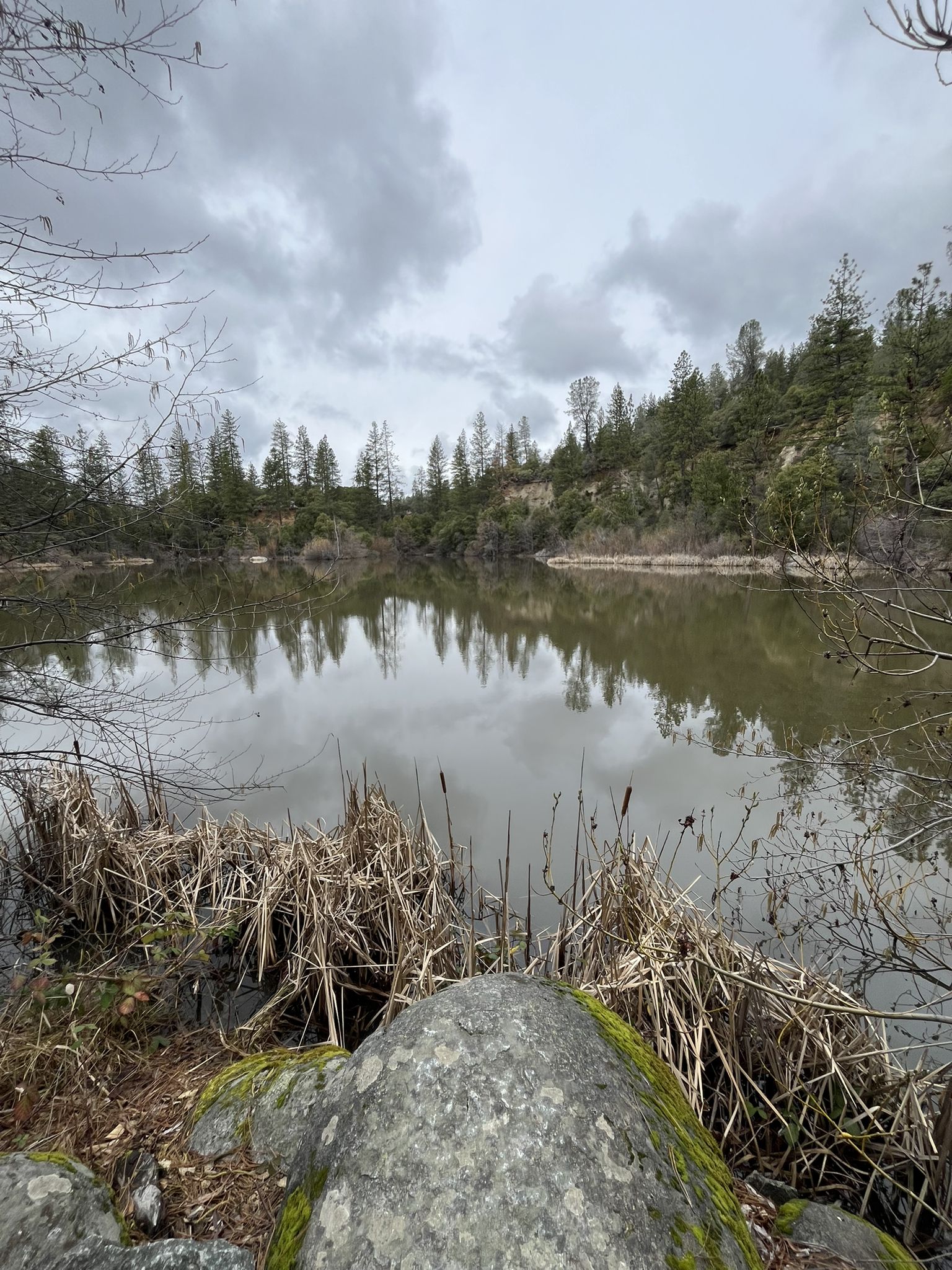 Overcast day over a calm lake reflecting pine trees, with reeds and a mossy rock. - Hirschman Trail