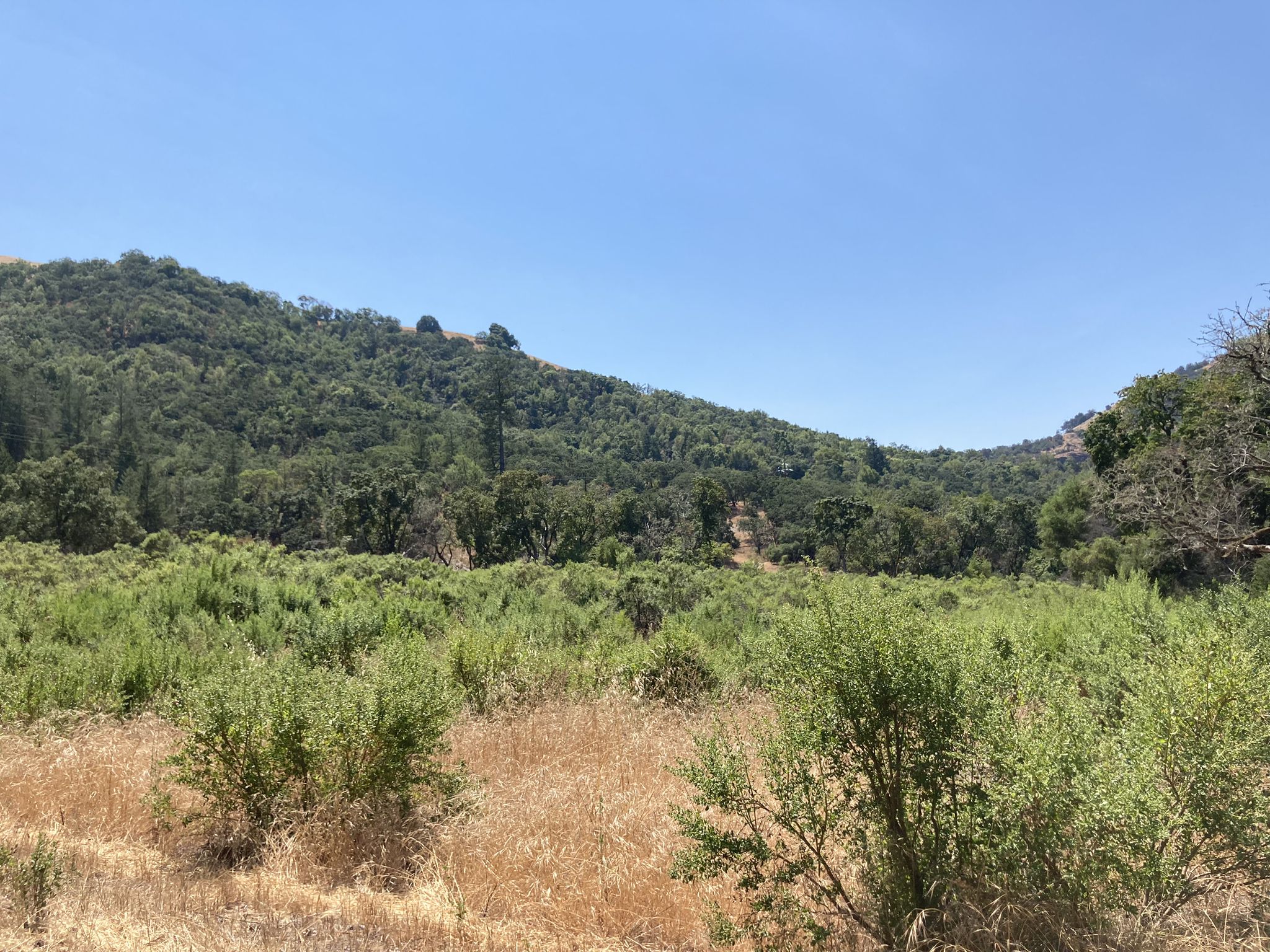A field of green shrubs with forested hills under a clear blue sky. - Roadbike loop from Hwy 12 & Pythian Rd