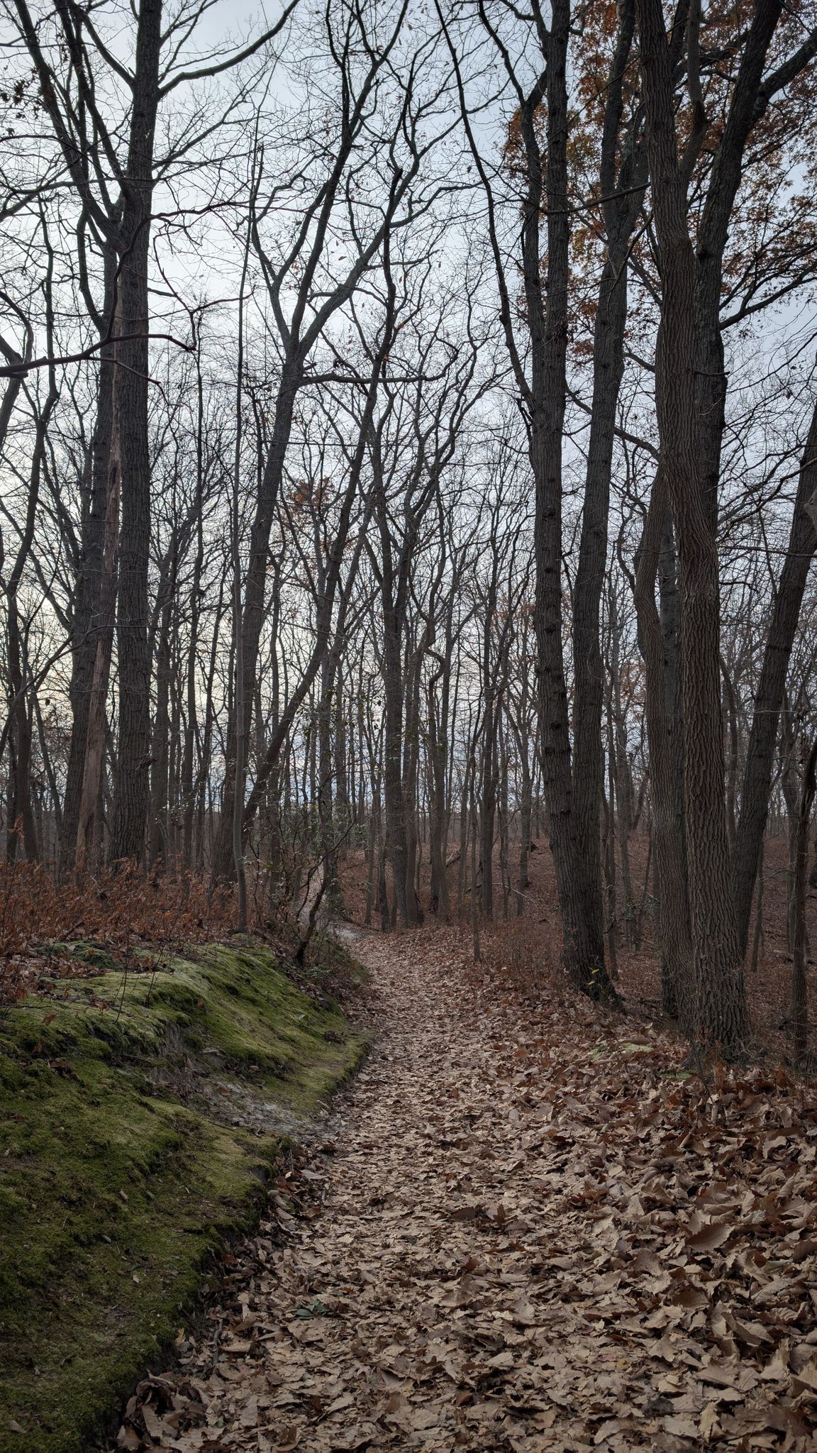 Leaf-covered forest path winding through bare trees on an overcast day. - Cheesequake Green Trail