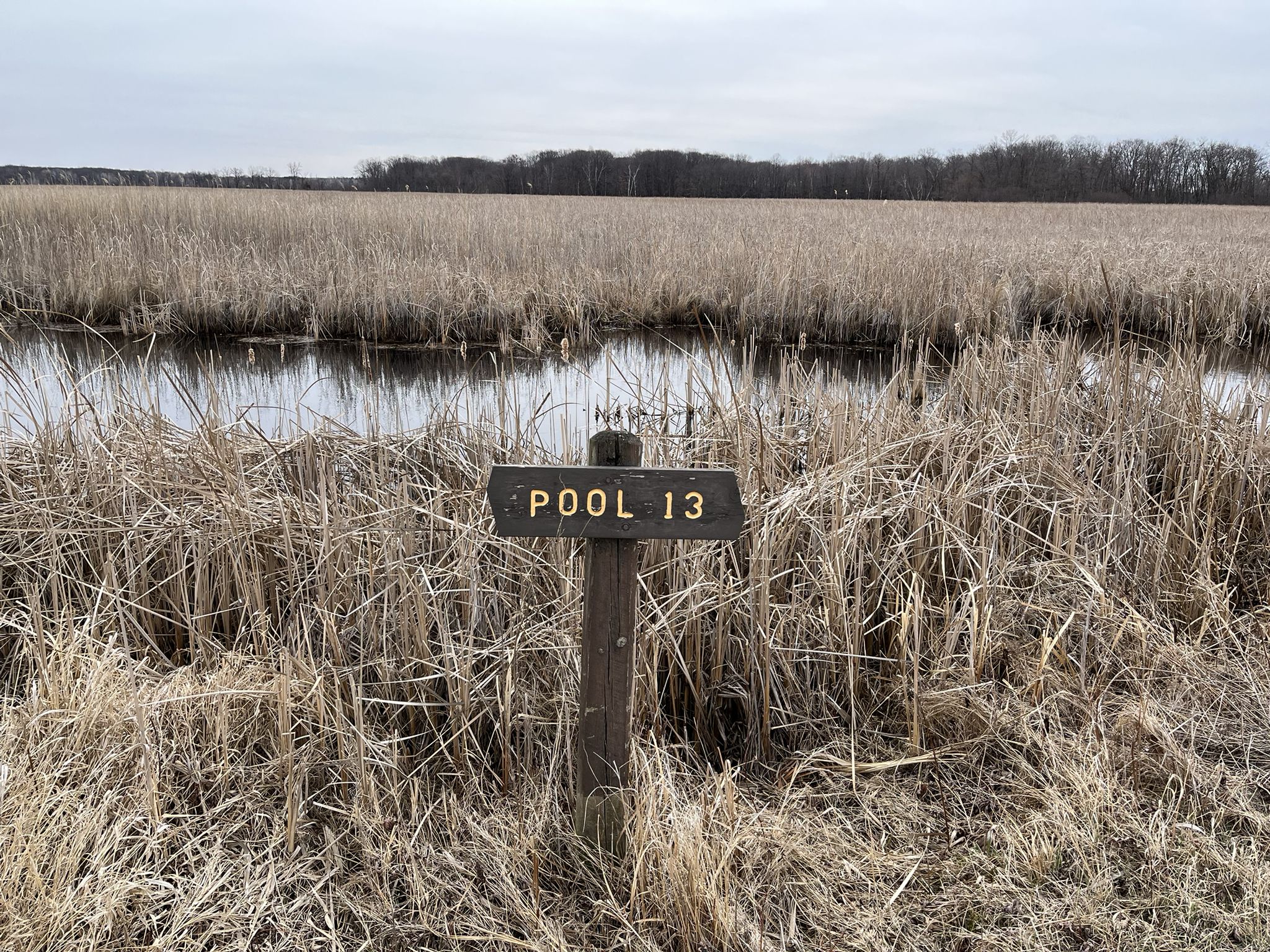 Wooden sign "POOL 13" amidst dry reeds and calm water on an overcast day. - Carlos Avery WMA South Unit Loop