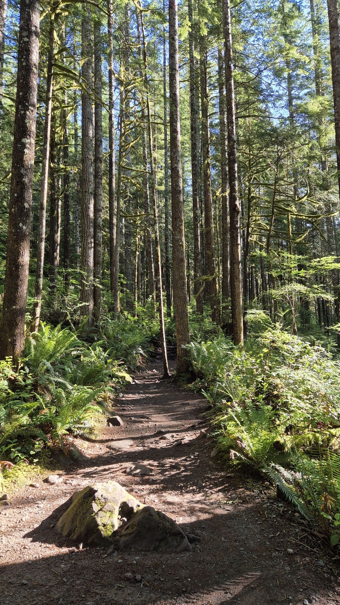 Dappled sunlight illuminates a winding dirt path through a dense, tall forest. - Woody Trail and Railroad Grade Loop