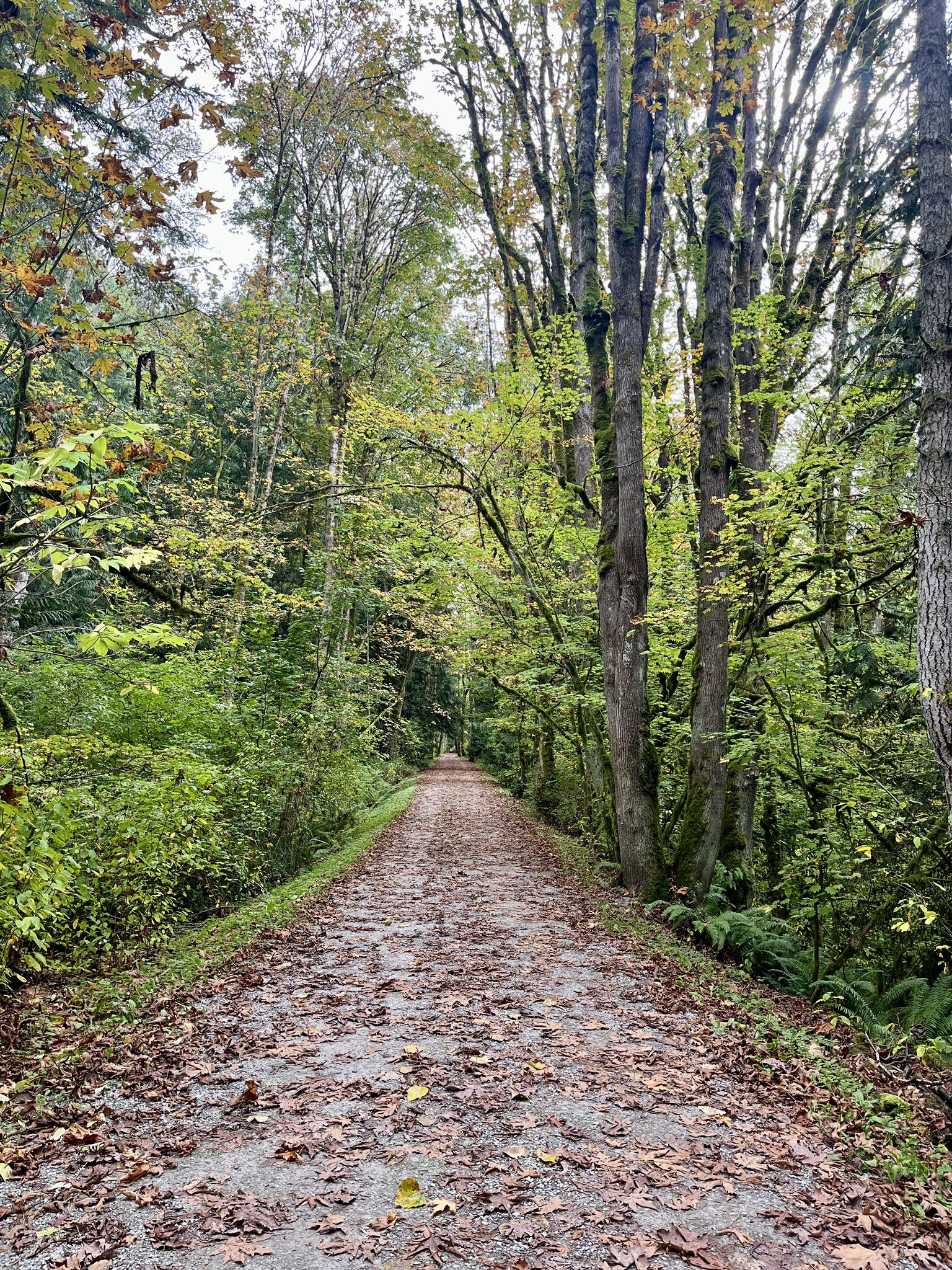 A straight forest path covered in autumn leaves, flanked by tall trees. - Fairhaven Park Labyrinth loop from Bellingham Fairhaven