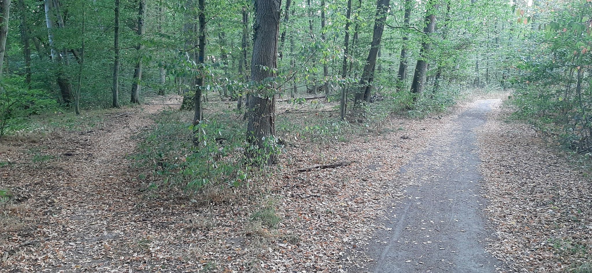 Torfbruchpfad - an dieser Verzweigung sollt man sich rechts halten