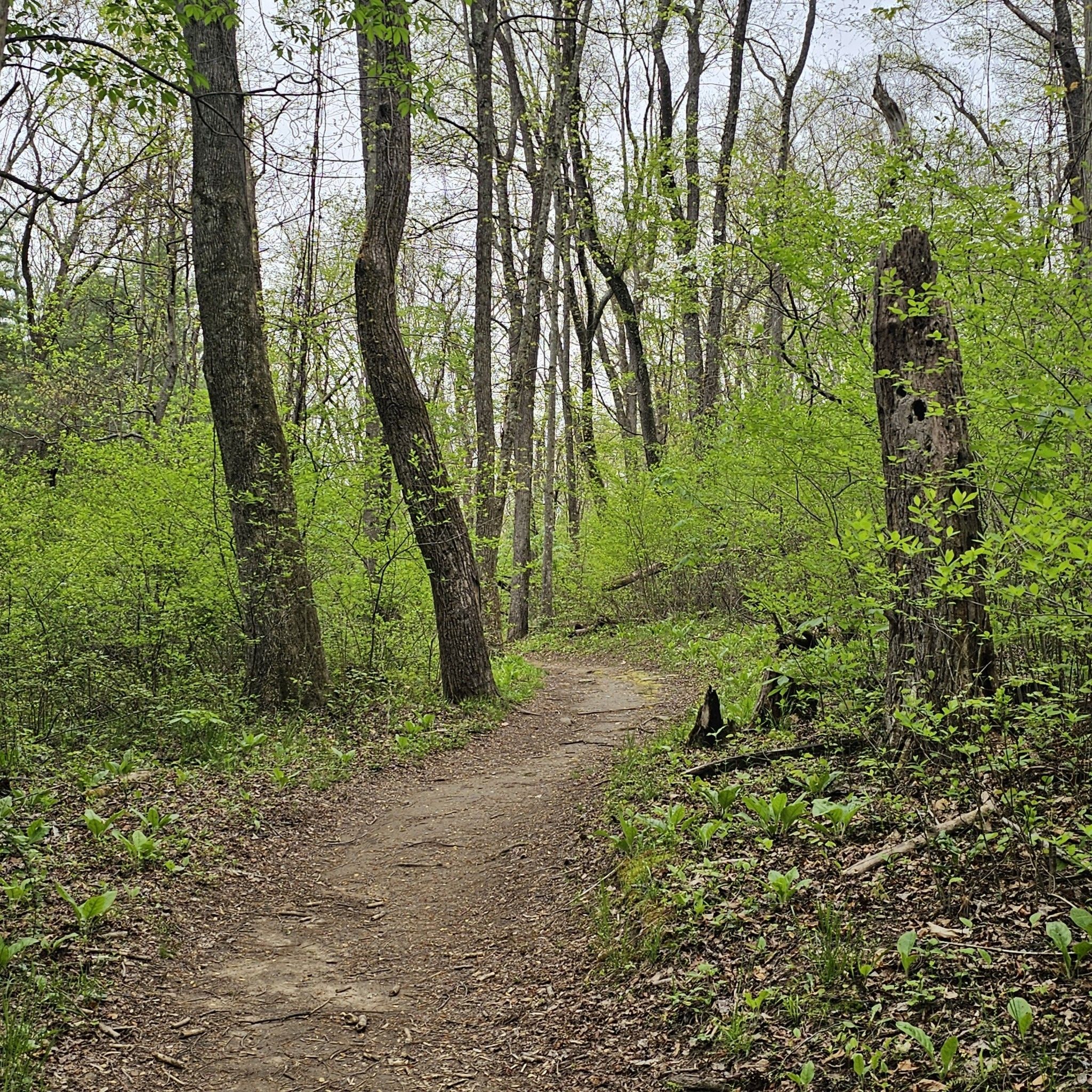 Winding dirt path through a vibrant green forest with a dead tree stump. - Claytor Lake Overlook loop from Claytor Lake State Park