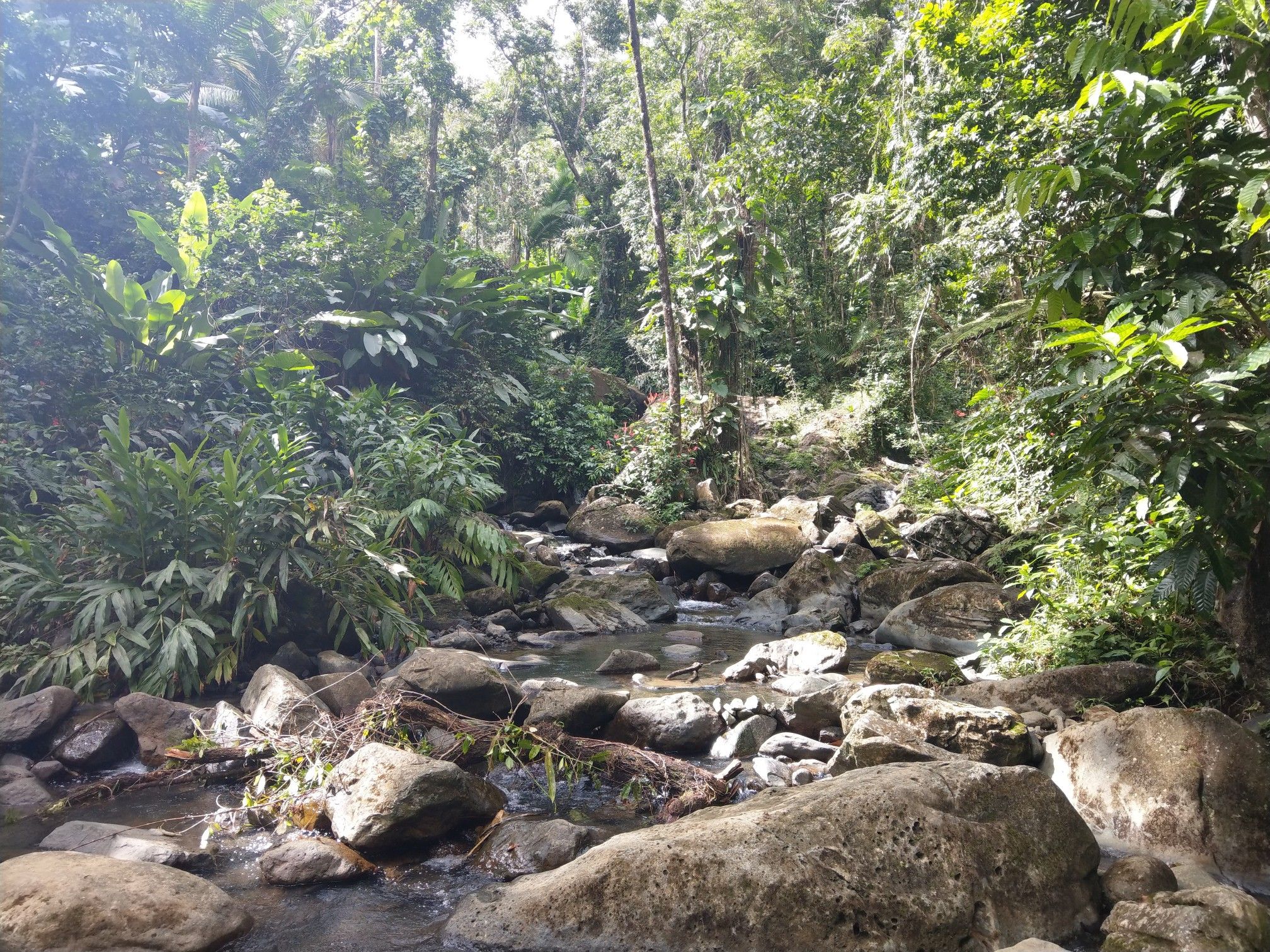 A shallow, rocky stream winding through a vibrant, sun-dappled forest. - La Coca Falls – River crossing loop from Río de la Mina