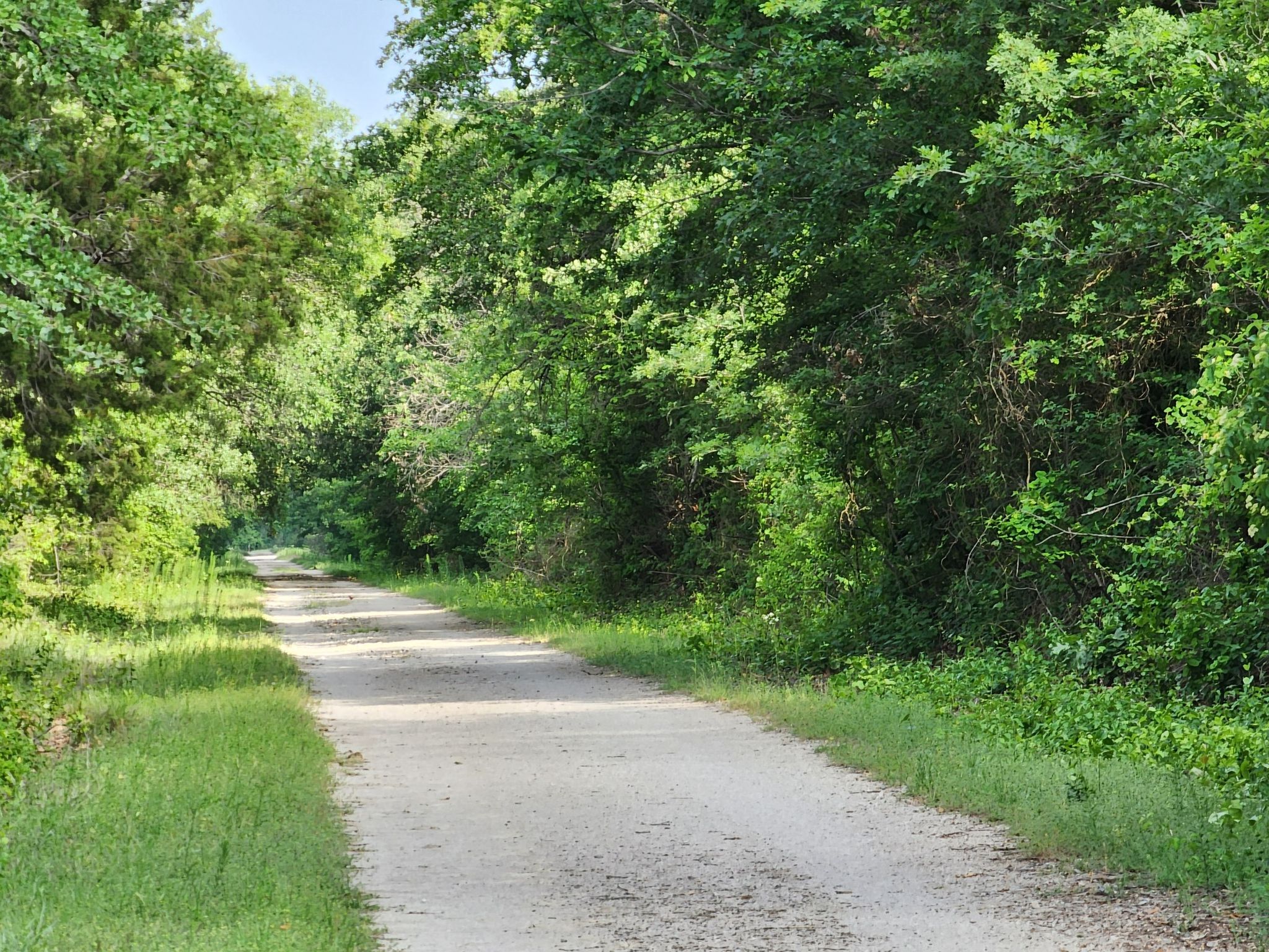A dirt path winding through dense green foliage and trees on a bright day. - Roadbike loop from Weatherford Trailhead for Lake Mineral Wells Trailway