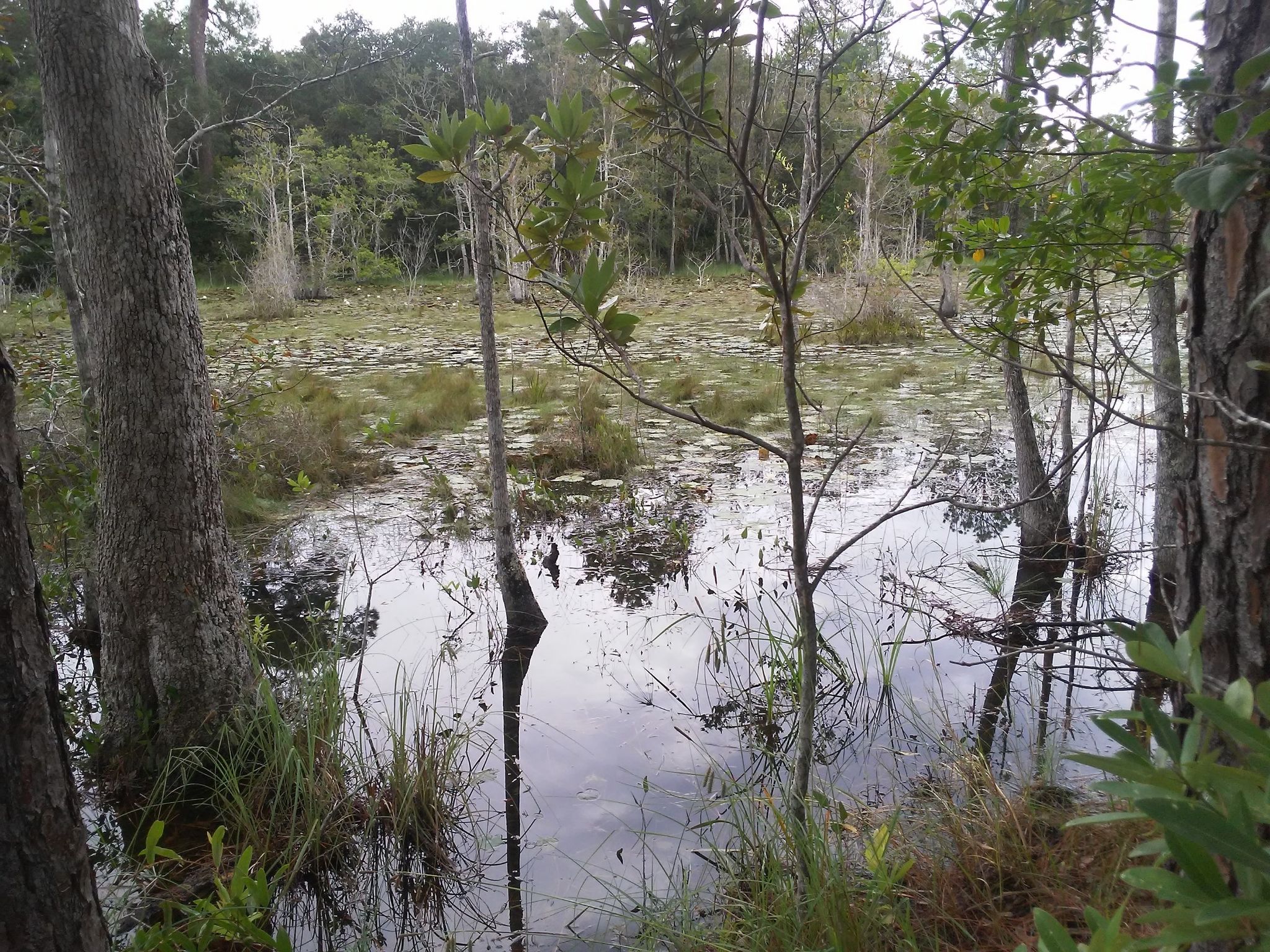Dark water wetland with lily pads and grasses, surrounded by trees. - Brown's Pond, Borrow Pit, and Andrew Jackson Loop