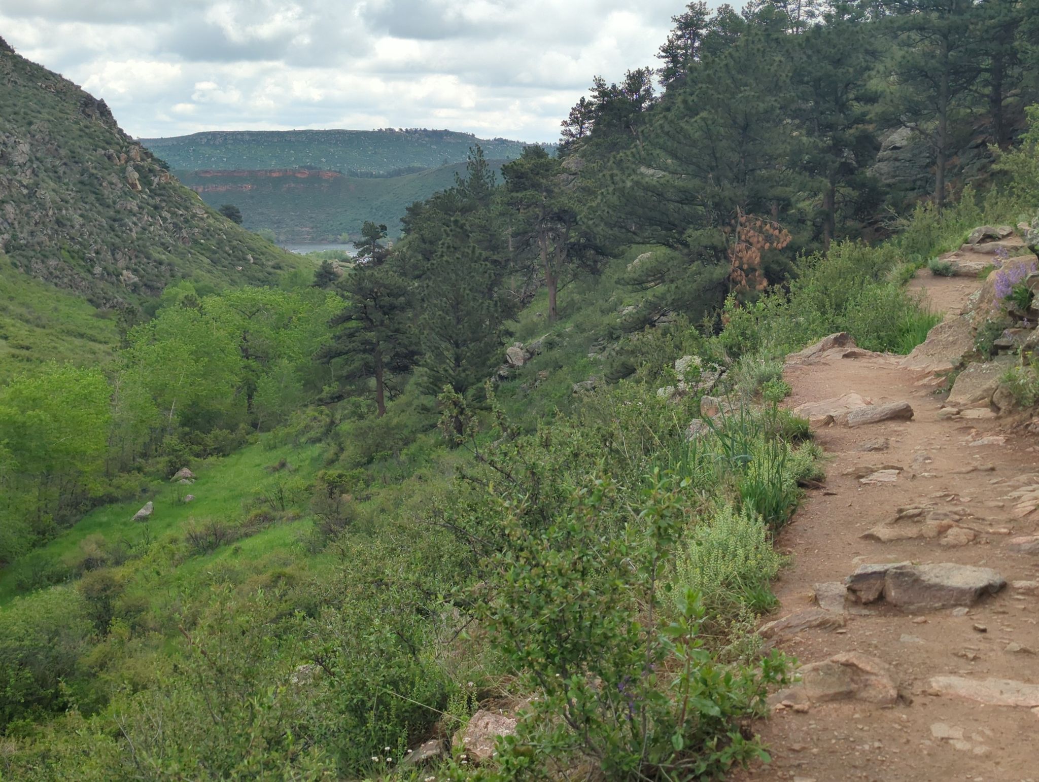 Dirt trail winds through a lush green valley under an overcast sky. - Horsetooth Outer Loop