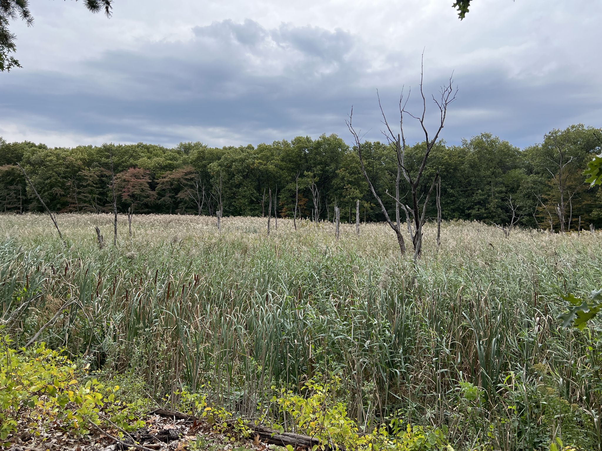 A vast marsh with tall reeds and dead trees under a cloudy sky. - Green Belt Trail