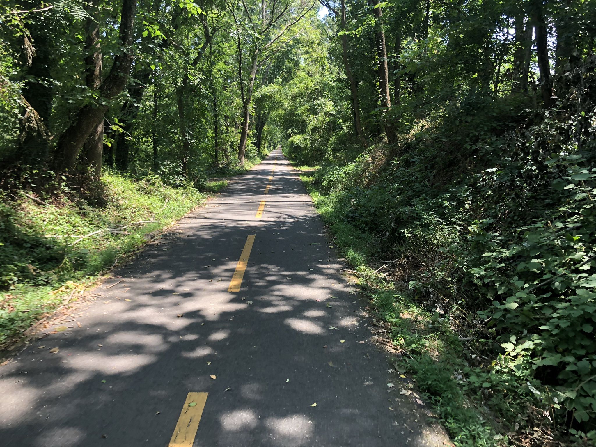 Paved path with yellow lines winding through a sunlit green forest. - Washington & Old Dominion Trail: Leesburg Loop