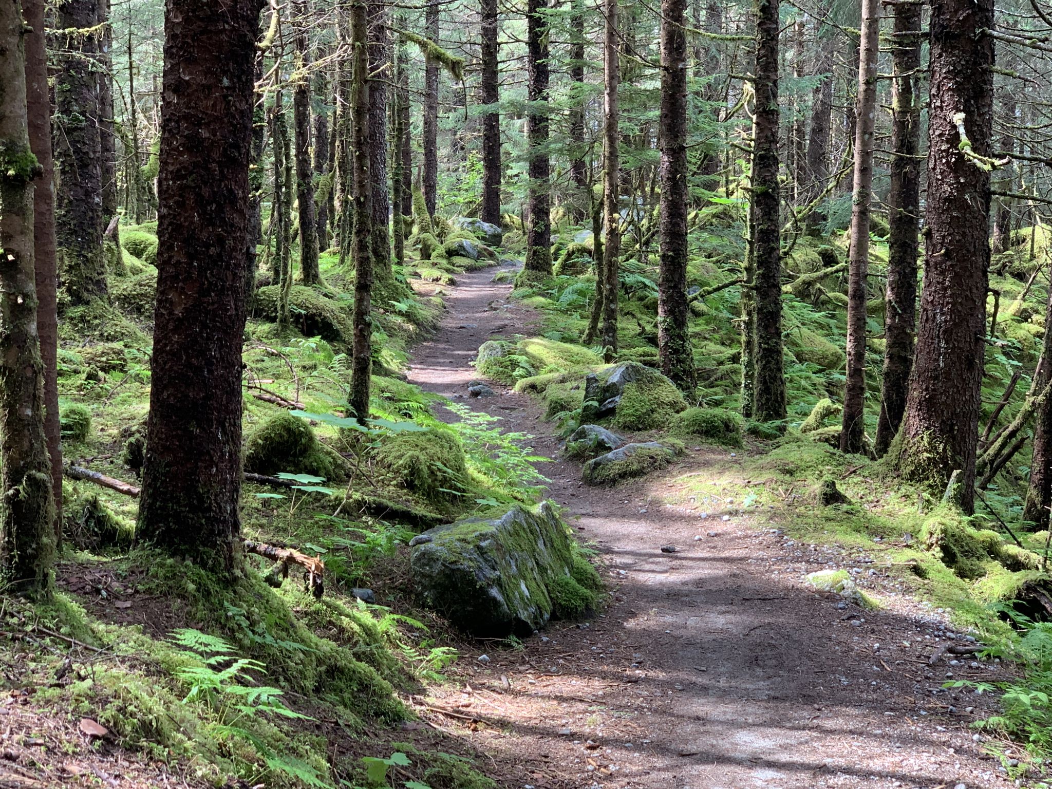 Winding dirt path through a dense, mossy forest with dappled sunlight. - East Glacier Trail