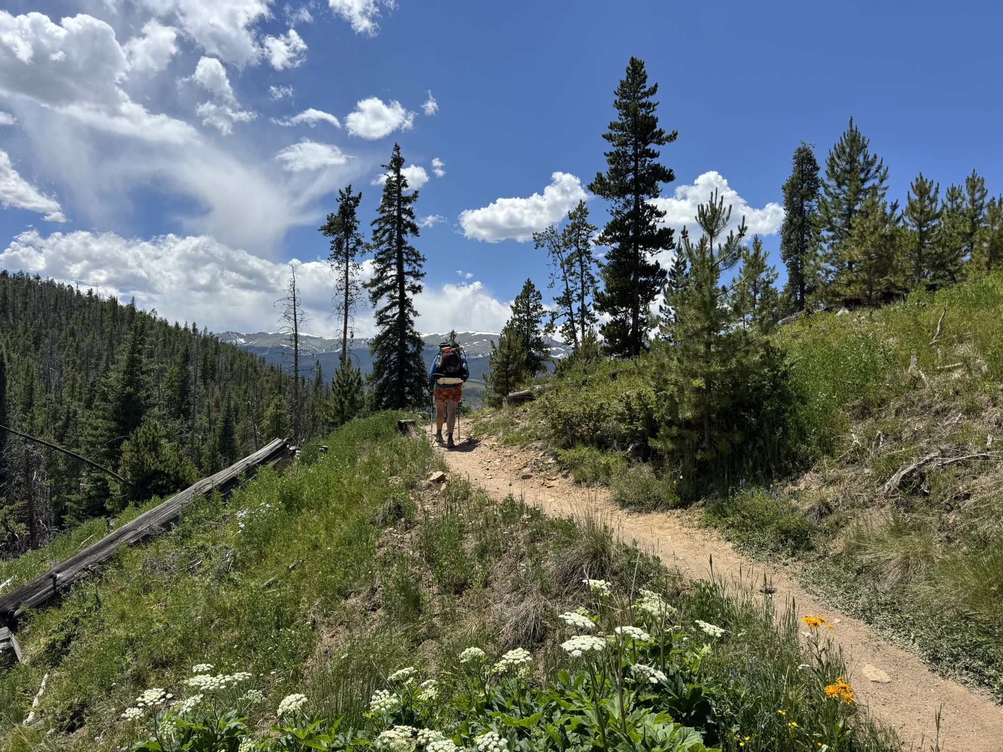Hiker with backpack on a sunny dirt trail overlooking a forested valley. - Colorado Trail: Segment 6