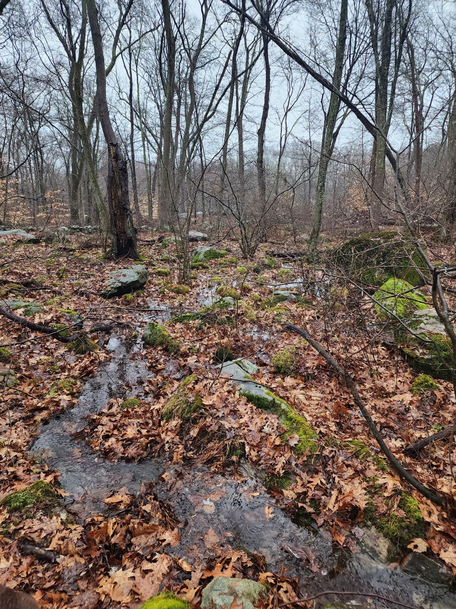 Wet, rocky forest floor with fallen leaves and puddles under an overcast sky. - Merrit Family Woodland