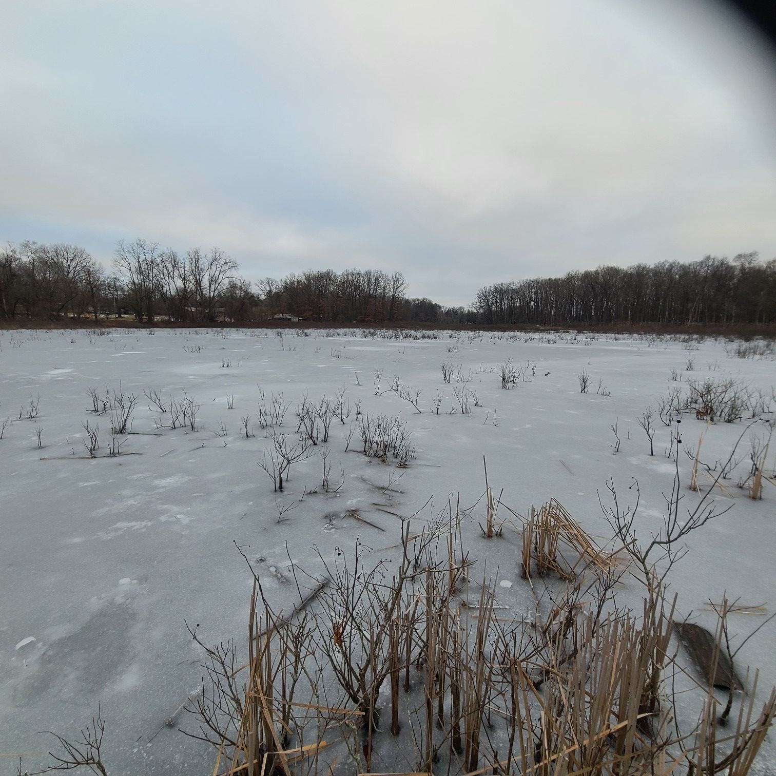 A frozen wetland with dry reeds and bare trees under a cloudy sky. - West Lake Wetland Walk and Bog Walk