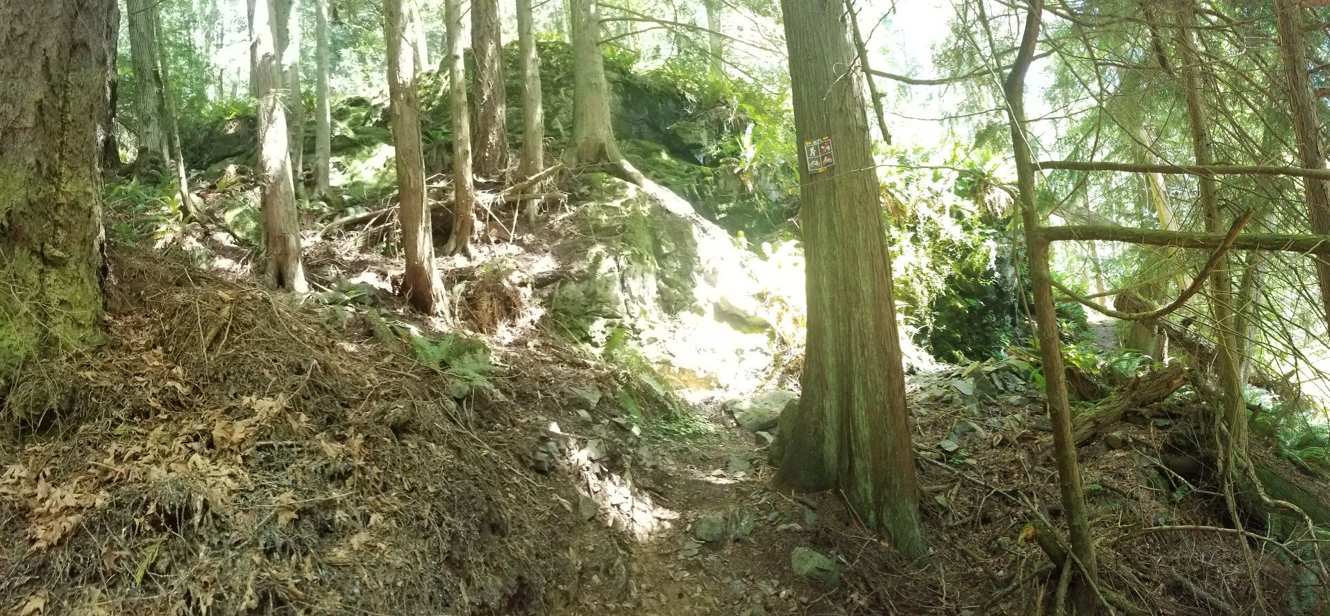 Sunlit forest path winding uphill through dense trees and mossy ground. - Mount Erie & Sugarloaf loop