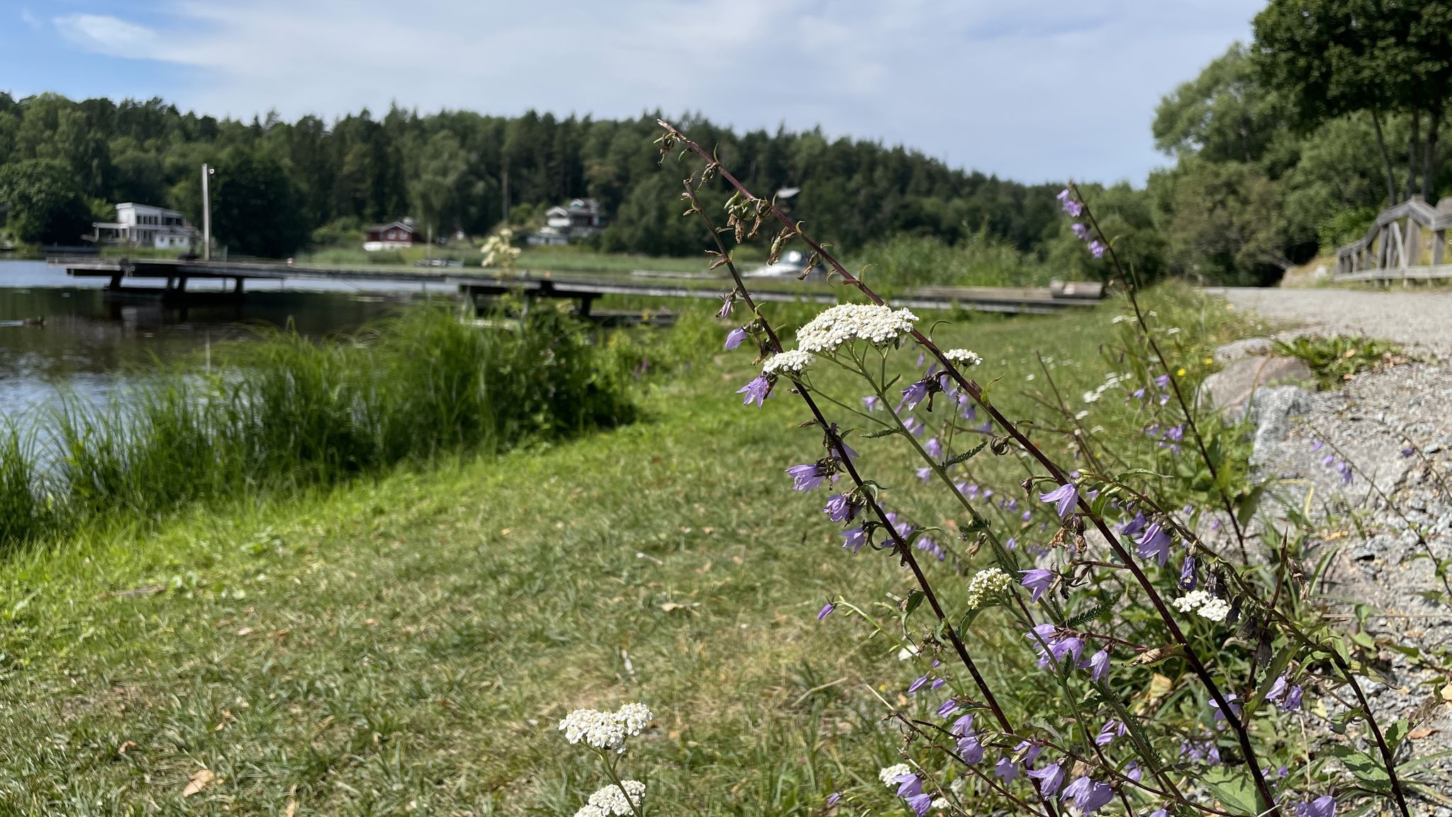 die Flora am Linnéstieg