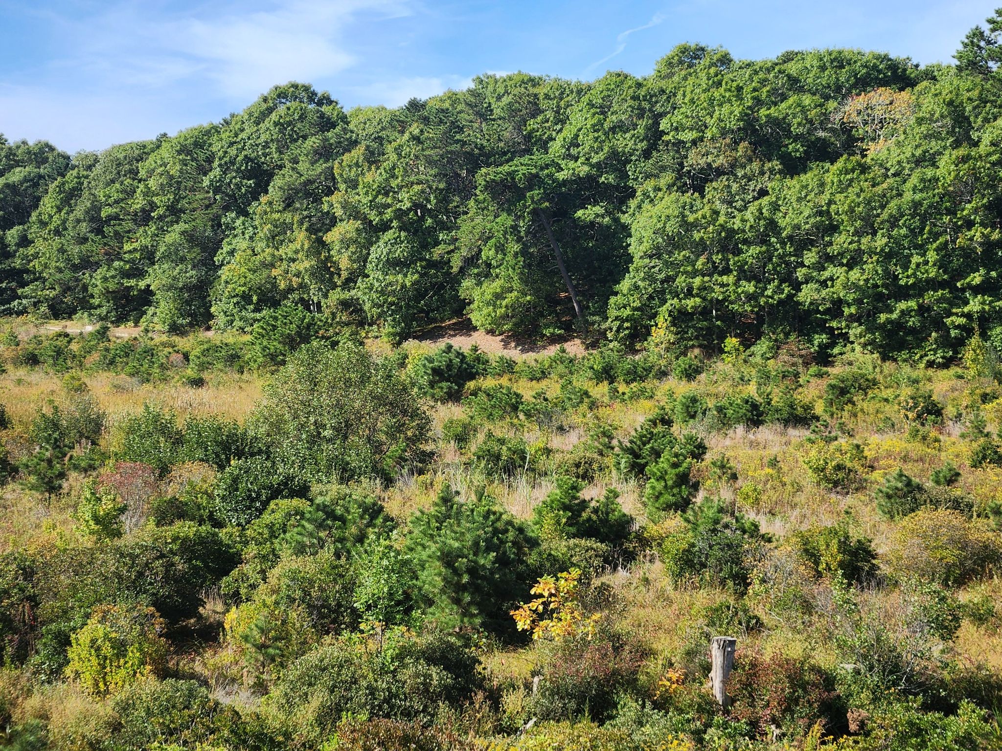 A sunny hillside covered in lush green trees and wild shrubs under a blue sky. - Coonamessett River Lower Loop