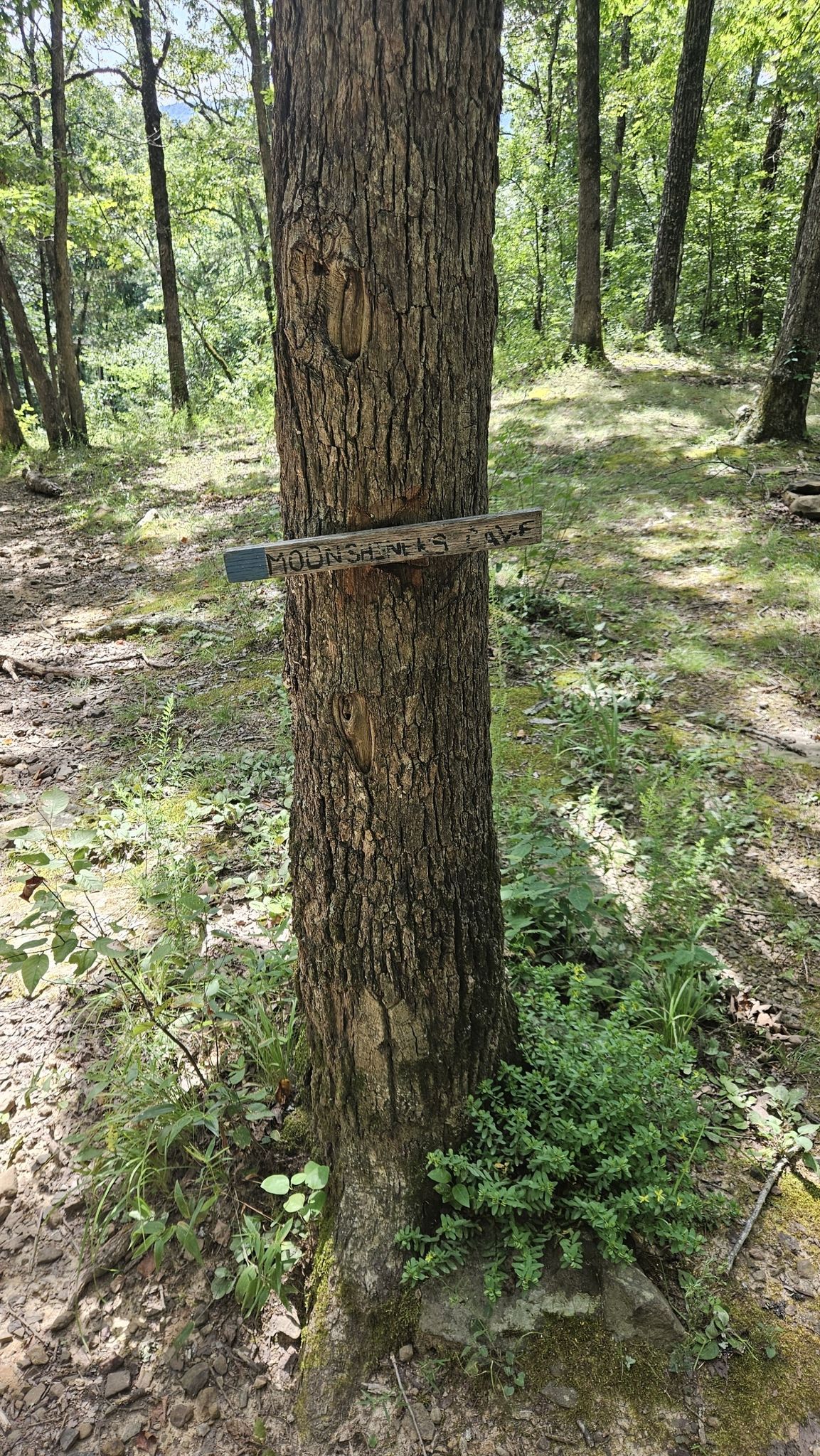 A tree with a wooden sign attached, surrounded by forest undergrowth. - Moonshiners Cave Trail