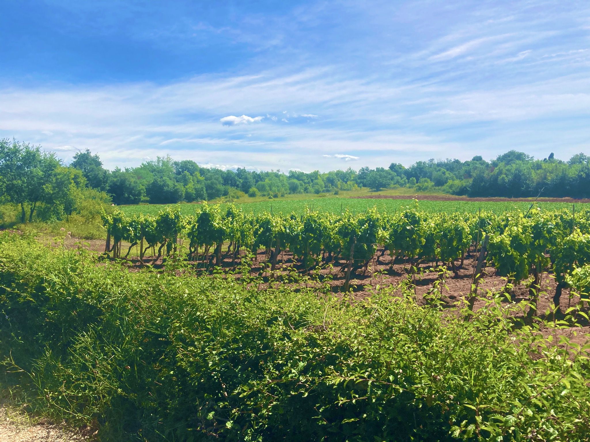 Hier wird viel Wein 🍇 angebaut