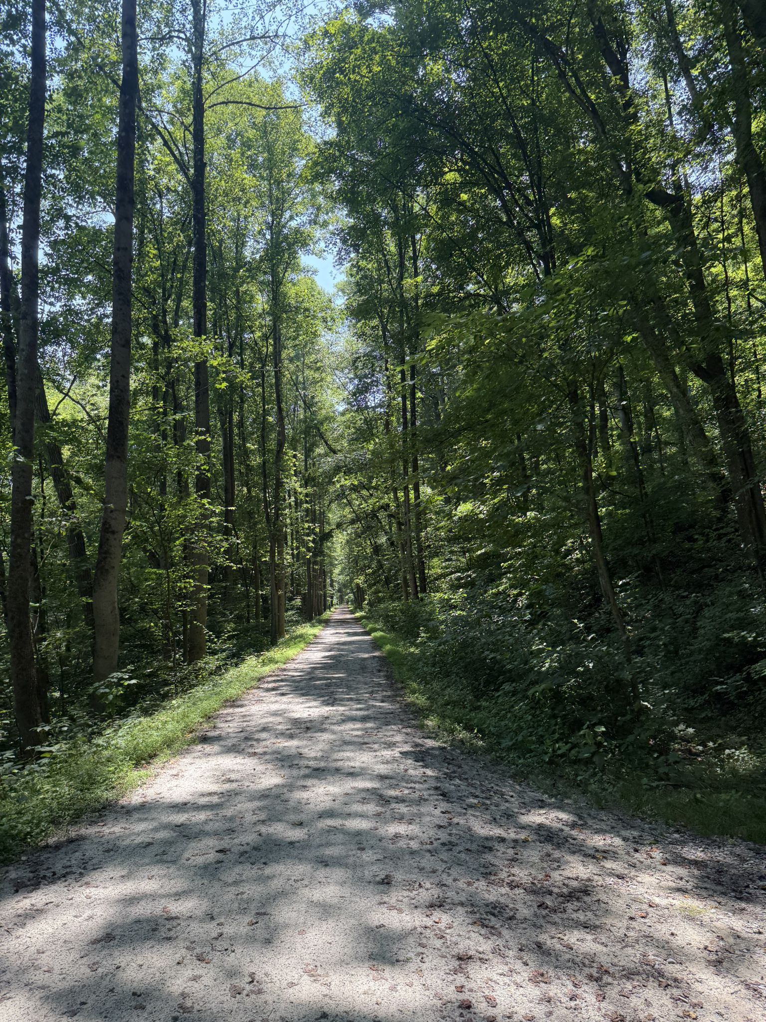 Shaded dirt path through a tall, sun-dappled green forest. - Kentuck and Jonathan Run Trail Loop