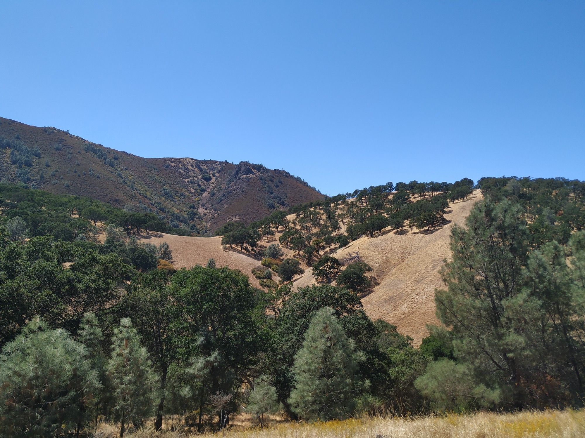 Sunny hills with scattered trees and dry golden grass under a clear sky. - Clayton Oaks, Donner Canyon, and Bruce Lee Spring Loop