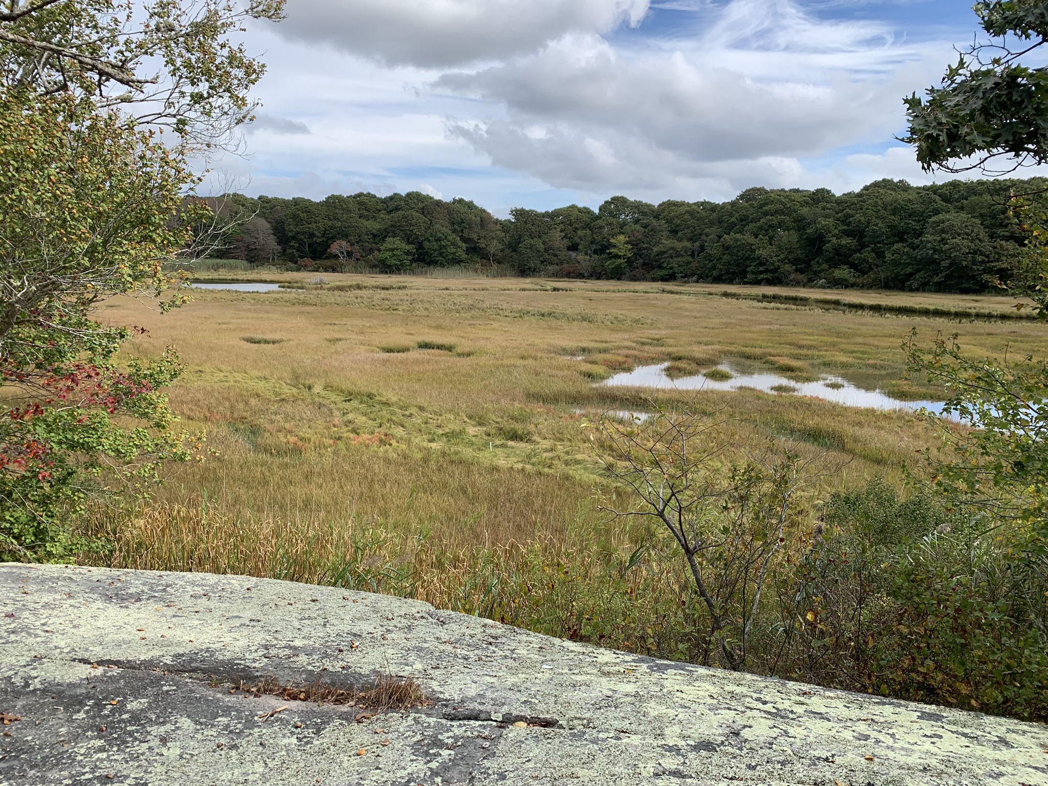 Golden marshland with water patches, dense forest, and a large rock in foreground. - Fresh Pond Trail