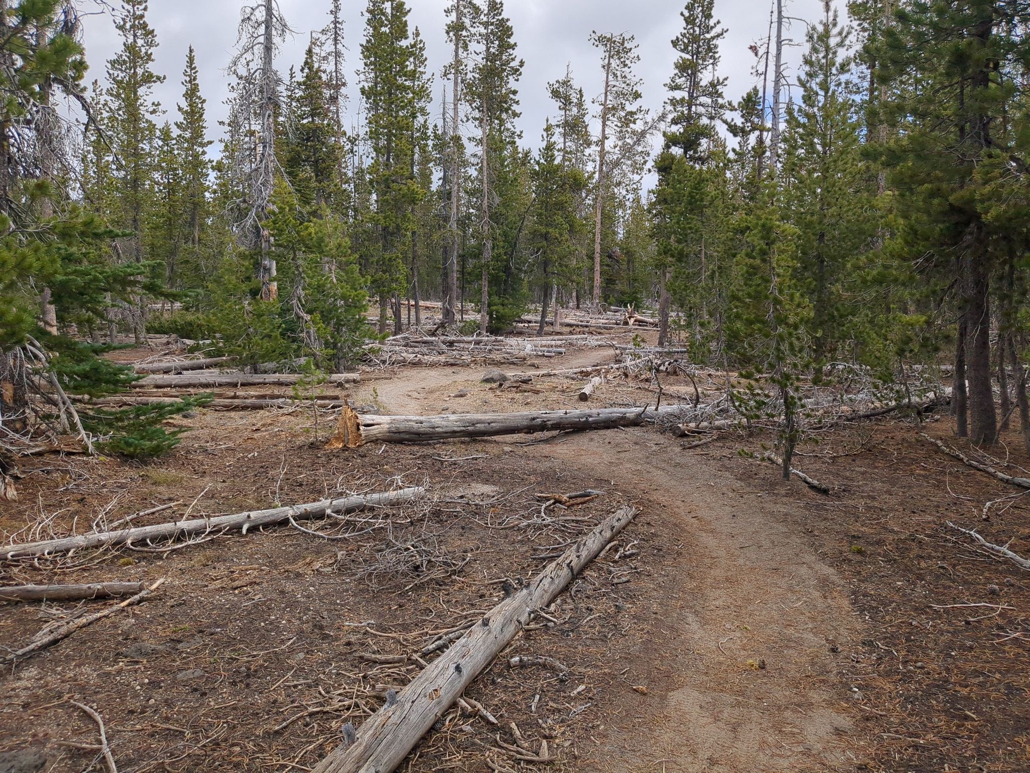 A dirt path winds through a forest with many fallen logs. - Vista Butte loop from Swampy Lakes Trailhead
